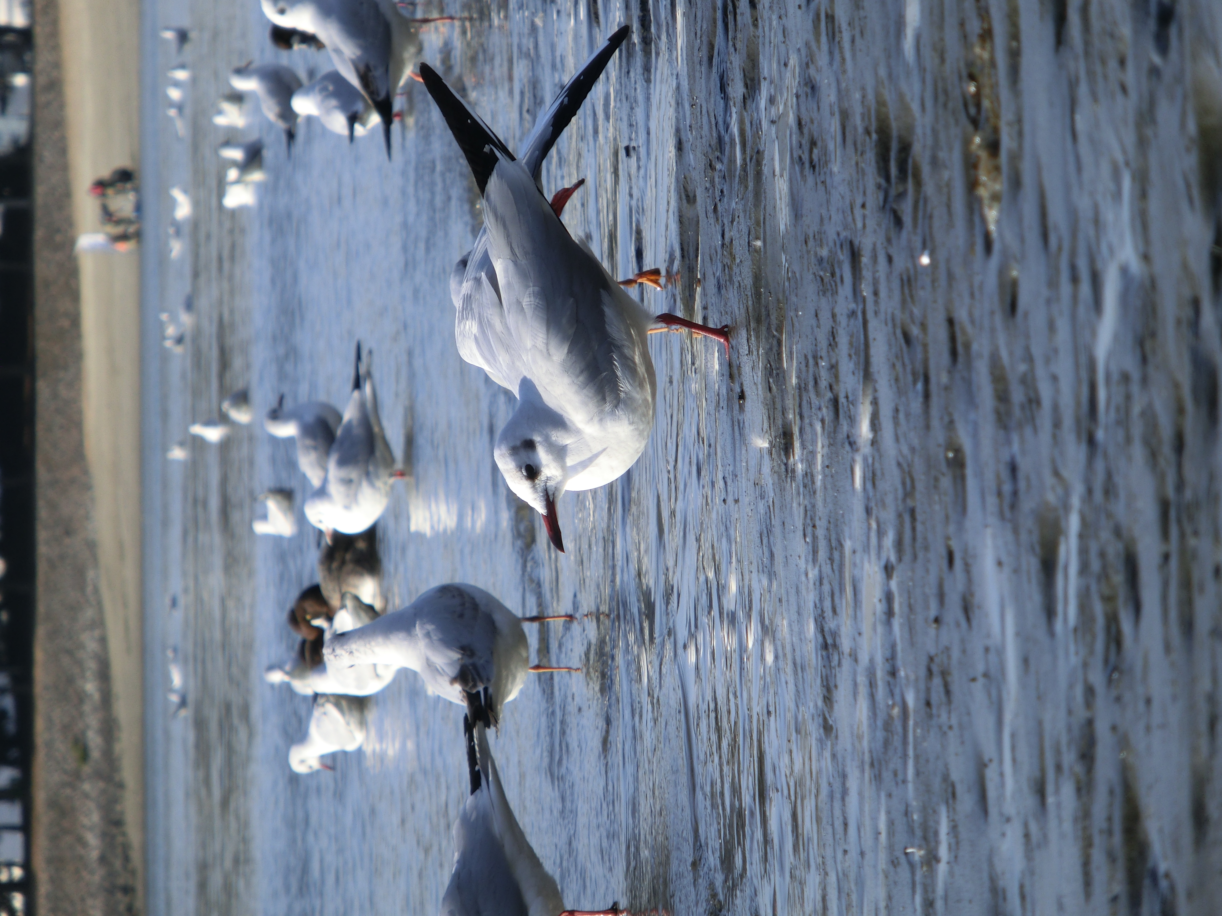 <b>なぜかはわからないけれど、すごい数の海鳥（カモとかも混じってたりした）がたむろしていた。これは光学ズームだけで撮ったカット。EX-ZR100 / 4,000×3,000 / 1/320秒 / F5.9 / 0.3EV / ISO100 / WB:オート / 53mm（300mm相当）</b>