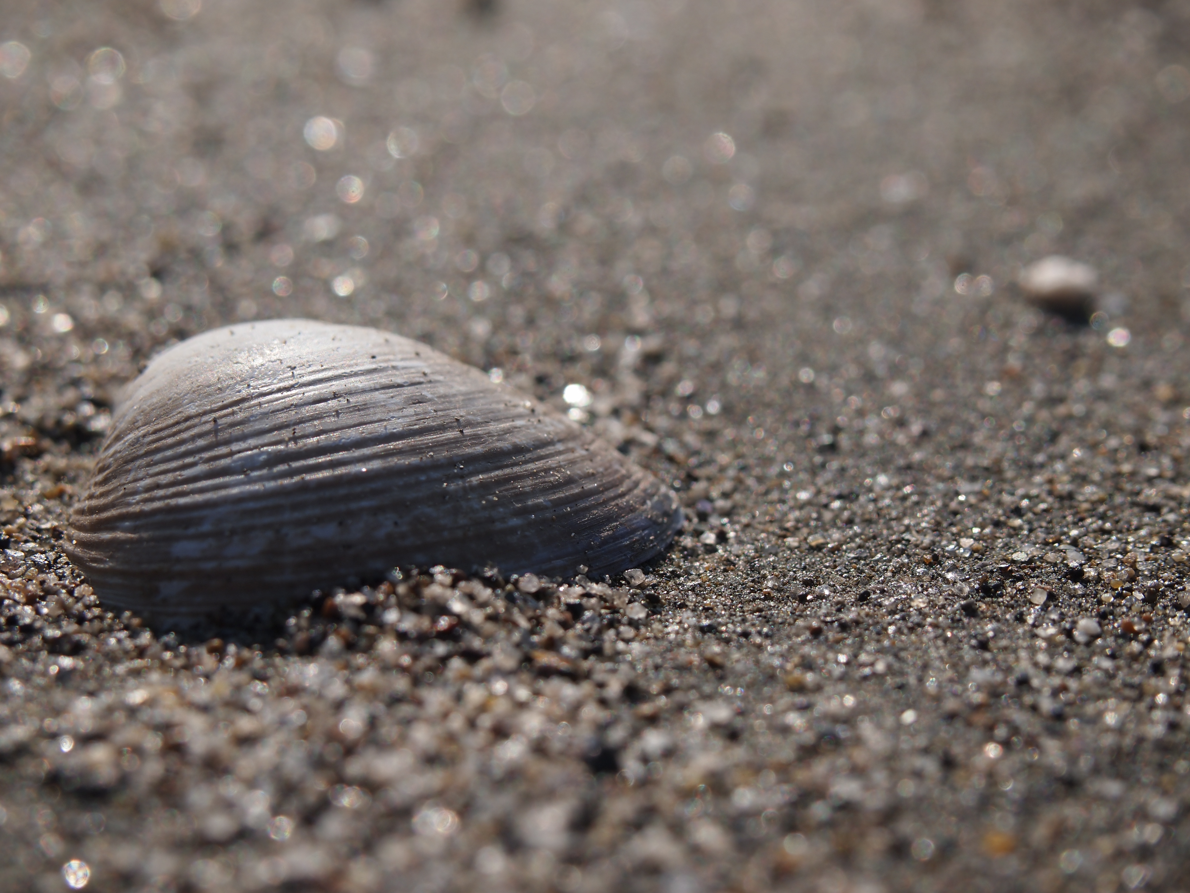 <b>砂浜で見つけた貝殻。マイクロフォーサーズはファインダーをのぞき込まなくてもいいので、ローアングルが楽ちんでいい。E-PL2 / M.ZUIKO DIGITAL 14-42mm F3.5-5.6 II+MCON-P01 / 4,032×3,024 / 1/640秒 / F8 / -0.3EV / ISO200 / WB:オート / 42mm</b>