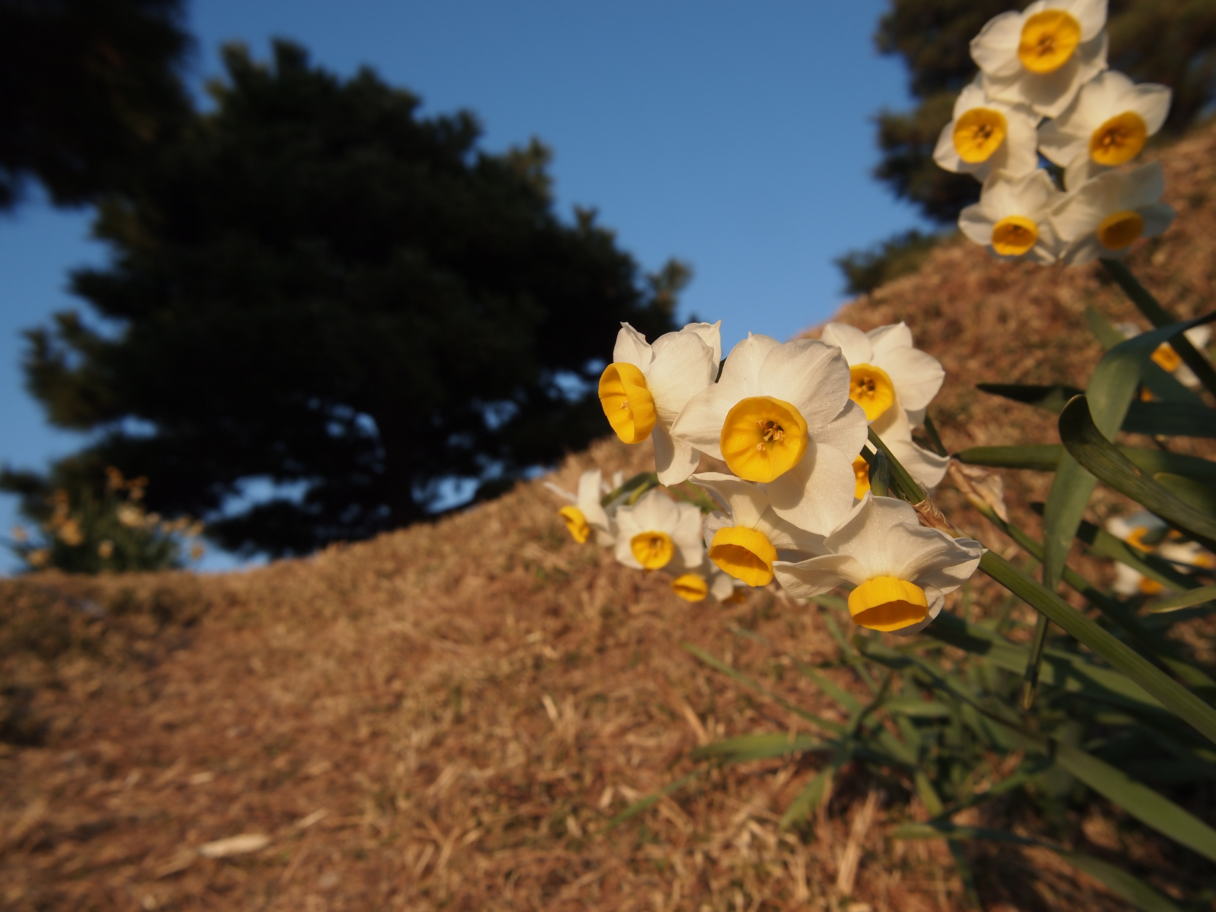 <b>広角端でも寄れるので、まわりを入れ込みつつアップを狙いたいときにも便利。E-PL2 / M.ZUIKO DIGITAL 14-42mm F3.5-5.6 II+MCON-P01 / 4,032×3,024 / 1/320秒 / F8 / -0.3EV / ISO200 / WB:オート / 14mm</b>