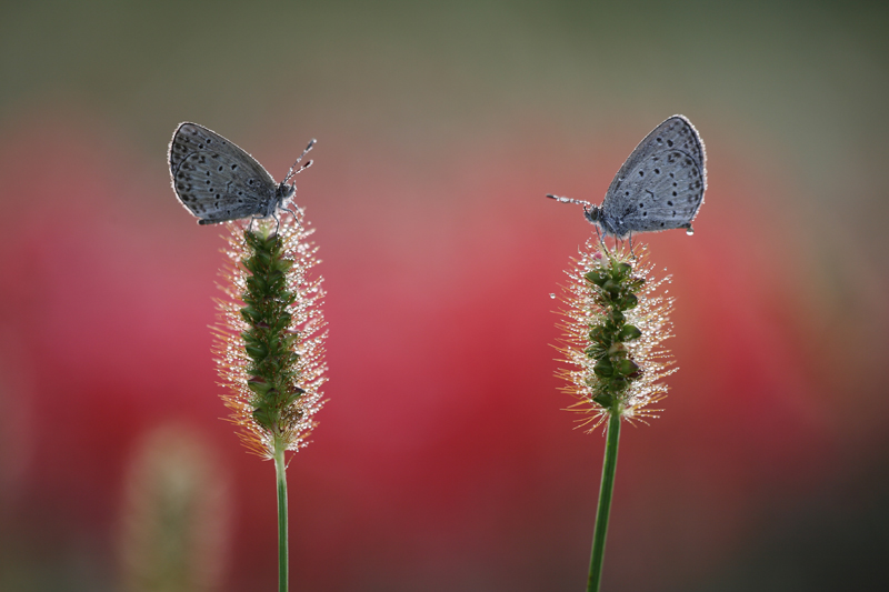 <b>柴奥啓市氏「目覚め」（第7回タムロンマクロレンズフォトコンテストグランプリ作品）</b>