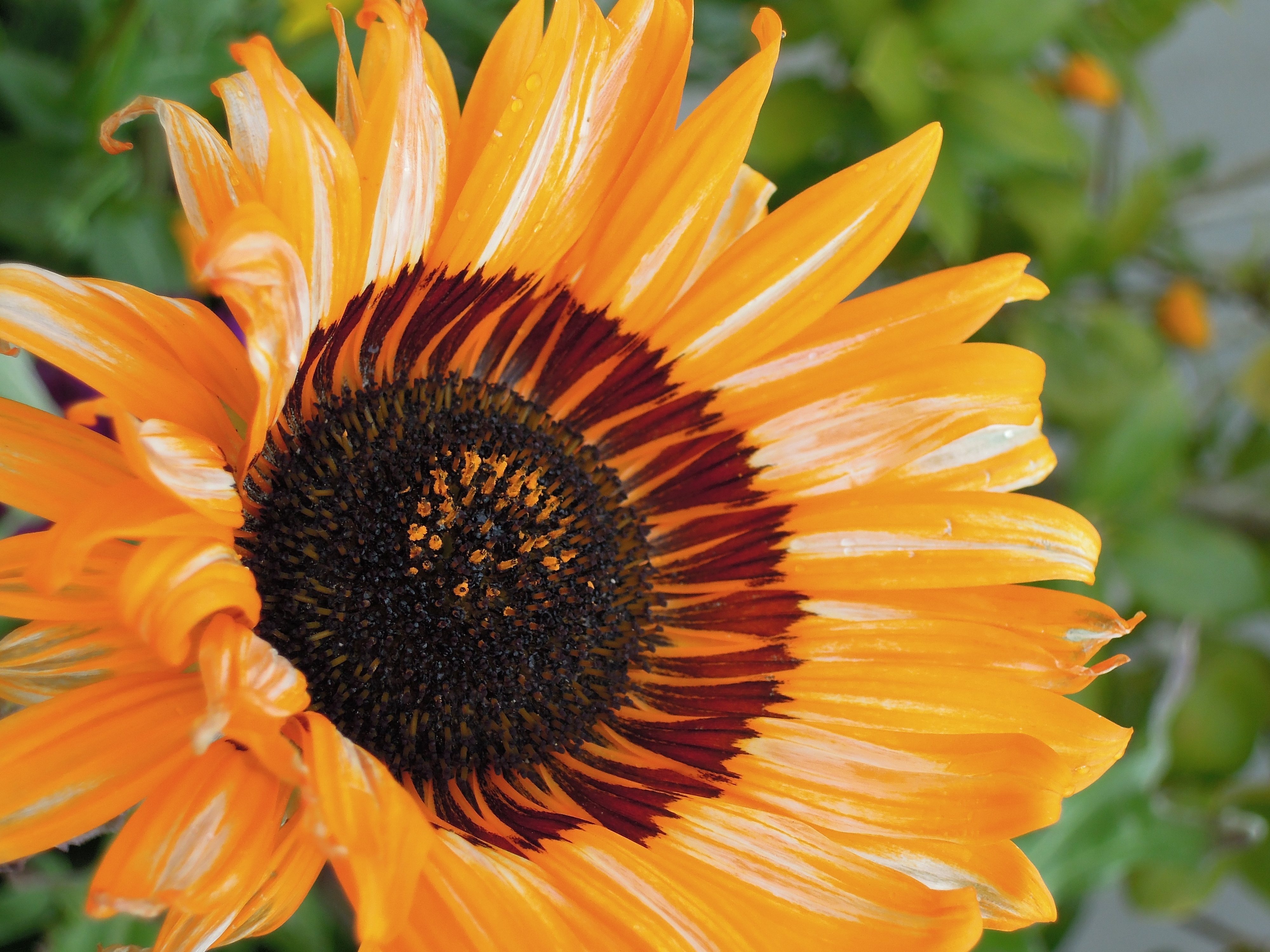 <b>COOLPIX P300 / 約4.5MB / 4,000×3,000 / 1/200秒 / F4.7 / -0.7EV / ISO160 / WB:オート / 13.8mm</b>