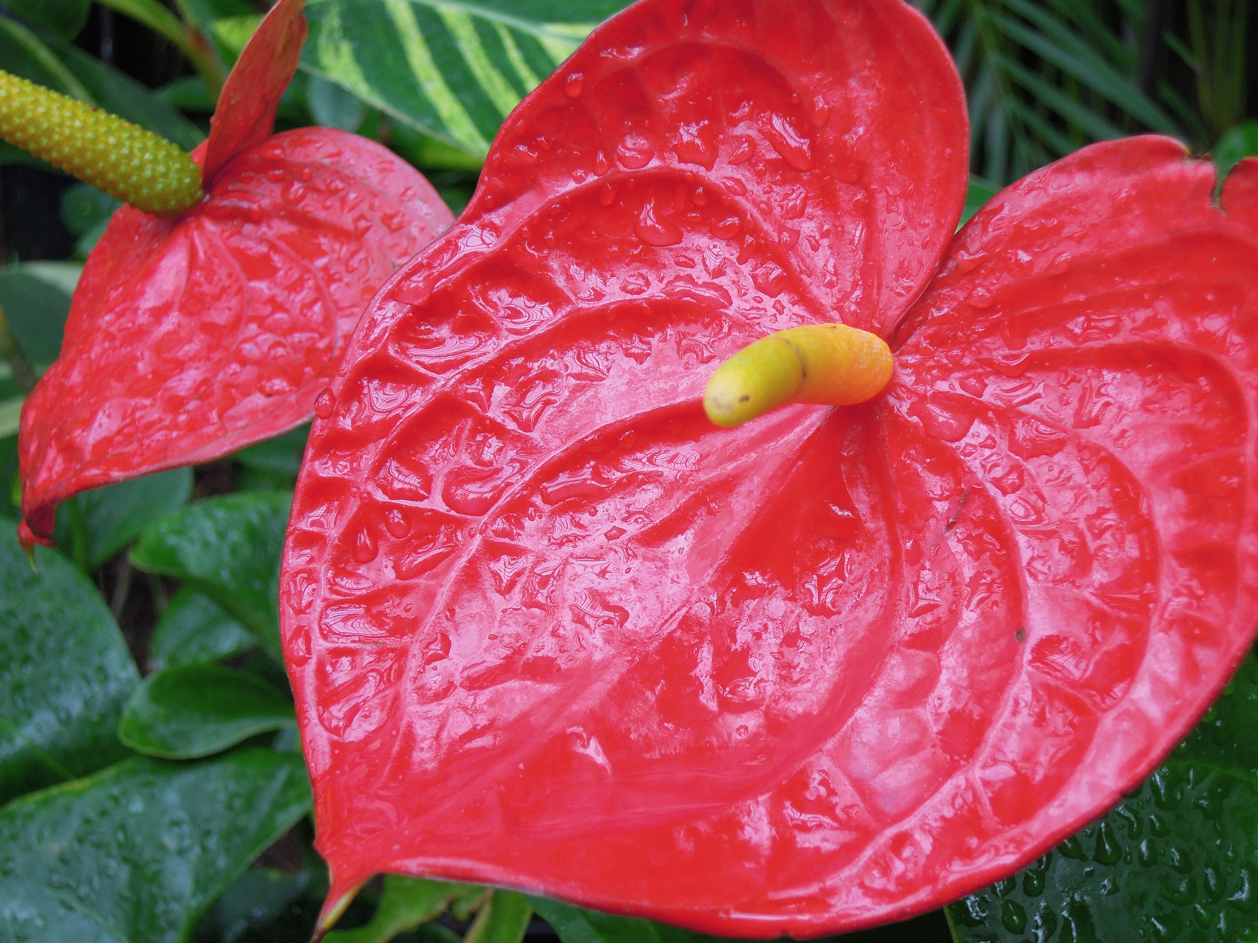 <b>COOLPIX P300 / 約4.7MB / 4,000×3,000 / 1/100秒 / F4.2 / +0.7EV / ISO250 / WB:オート / 11.1mm</b>