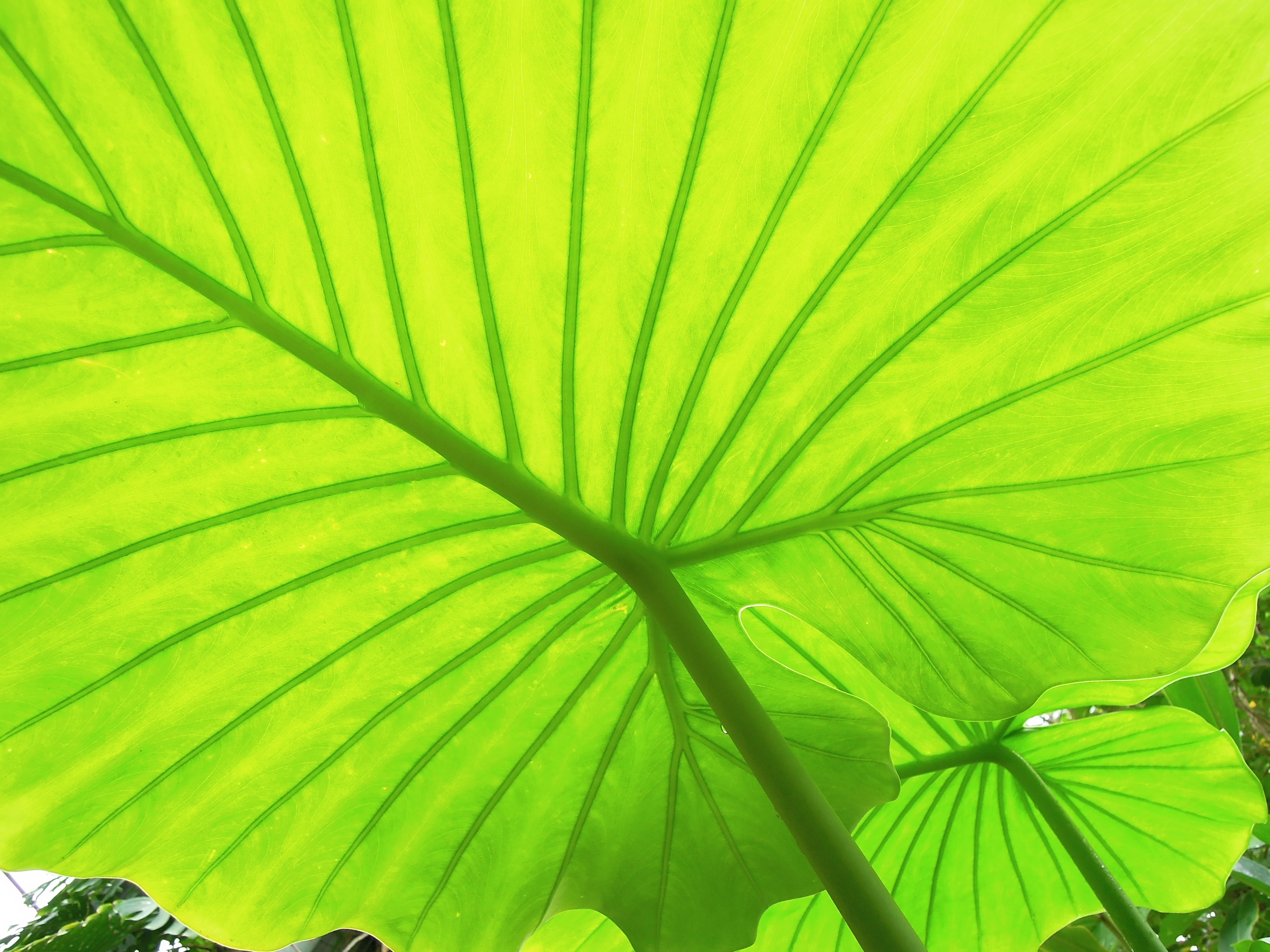 <b>COOLPIX P300 / 約3.9MB / 4,000×3,000 / 1/50秒 / F2.8 / +0.7EV / ISO160 / WB:オート / 4.3mm</b>