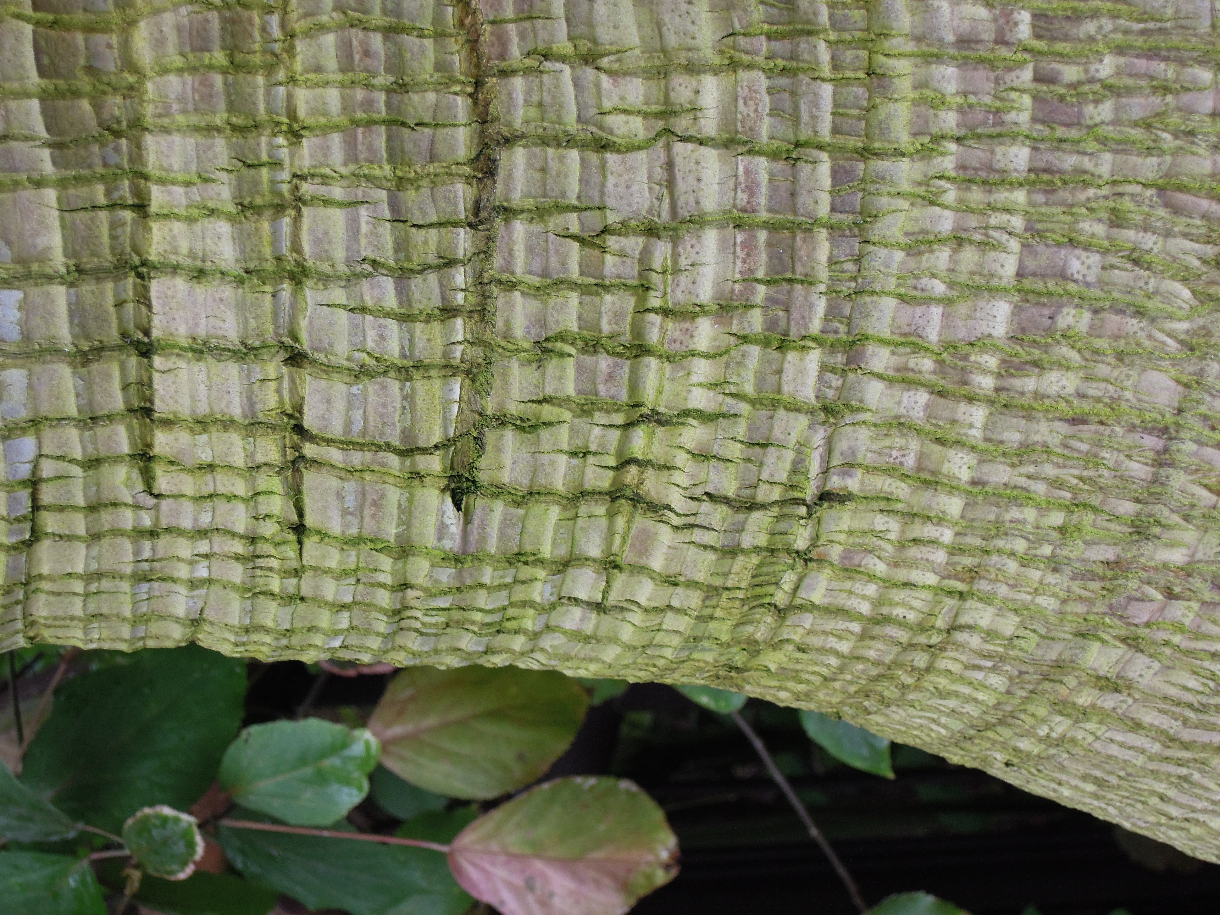 <b>COOLPIX P300 / 約4.8MB / 3,000×4,000 / 1/100秒 / F5 / 0EV / ISO360 / WB:オート / 15.2mm</b>