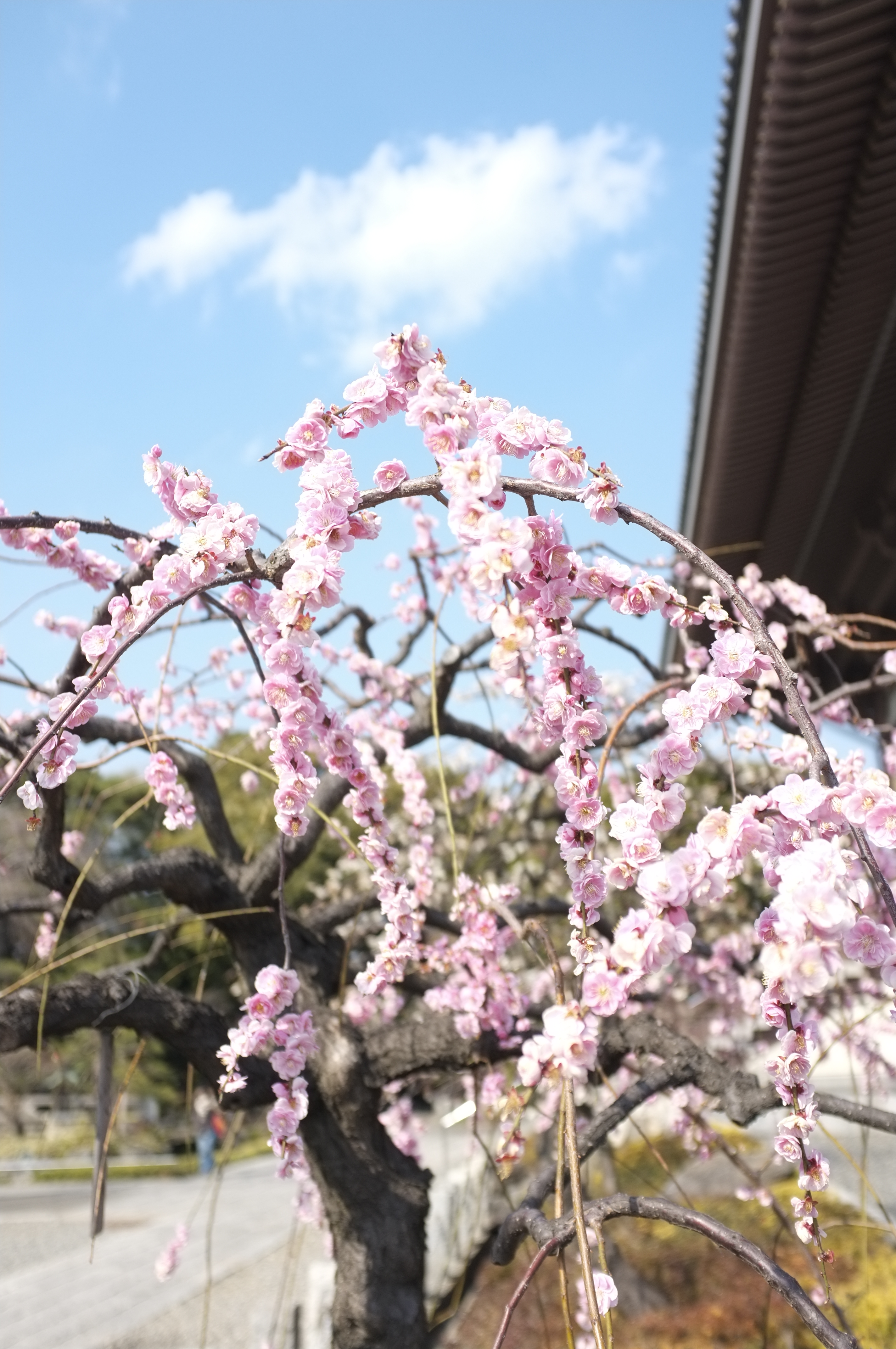 <b>FinePix X100 / 4,288×2,848 / 1/1,250秒 / F2.8 / 0.67EV / ISO200 / WB:オート / 23mm</b>