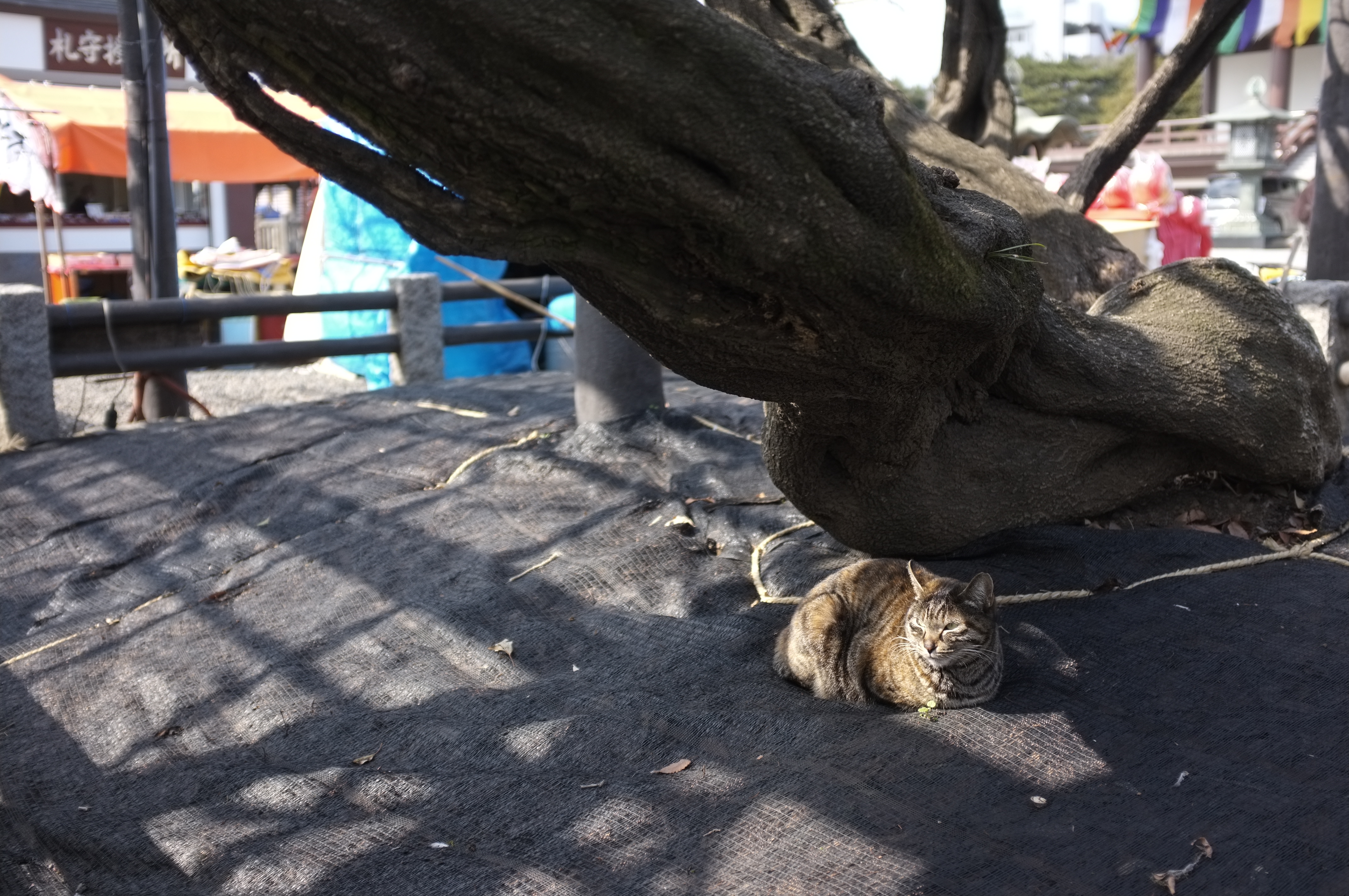 <b>FinePix X100 / 4,288×2,848 / 1/1,000秒 / F2 / -1EV / ISO200 / WB:オート / 23mm</b>