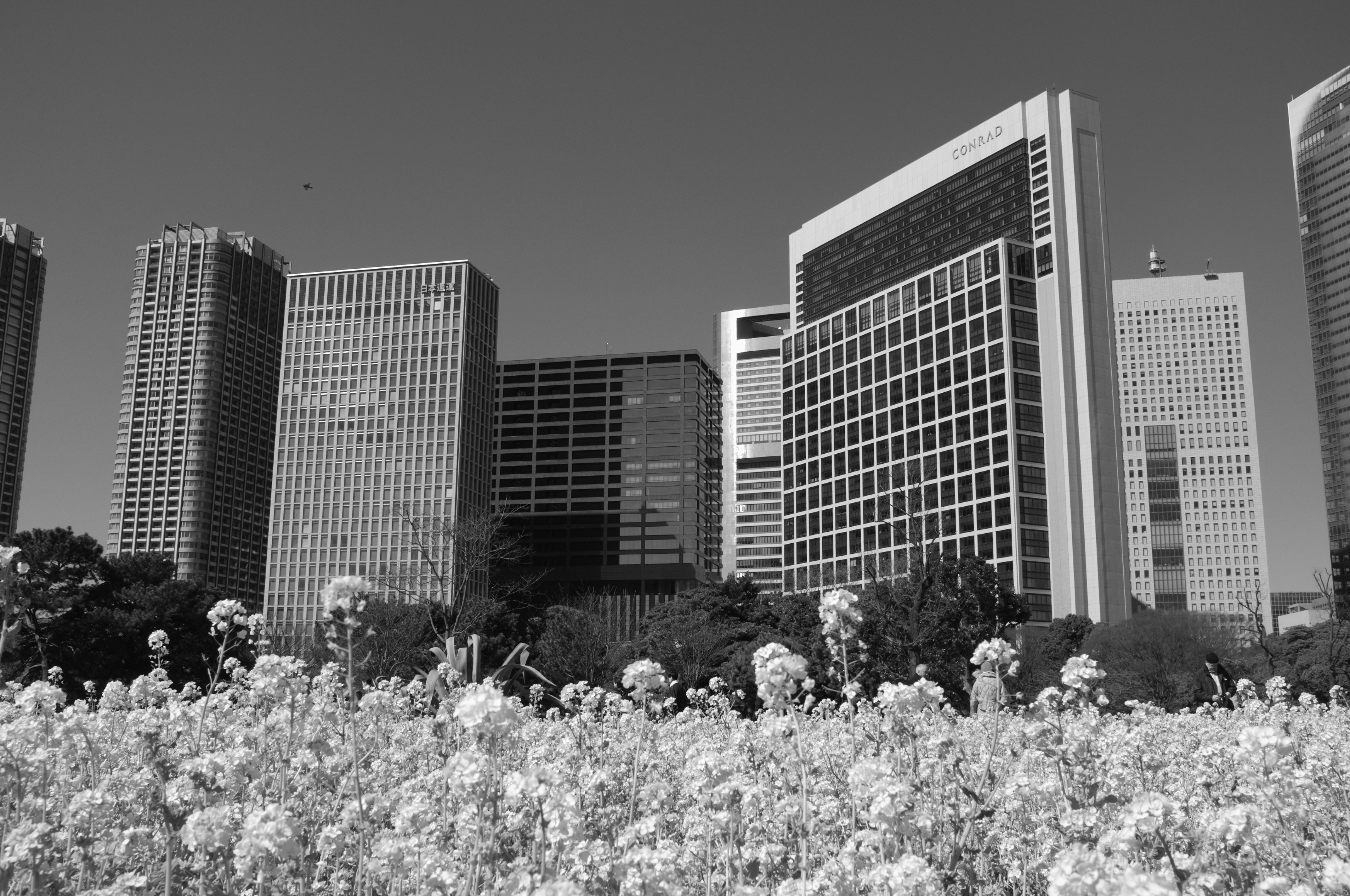 <b>フィルムシミュレーション:モノクローム（Rフィルター） / FinePix X100 / 4.6MB / 4,288×2,848 / 1/280秒 / F11 / 0.0EV / ISO200 / WB:オート</b>