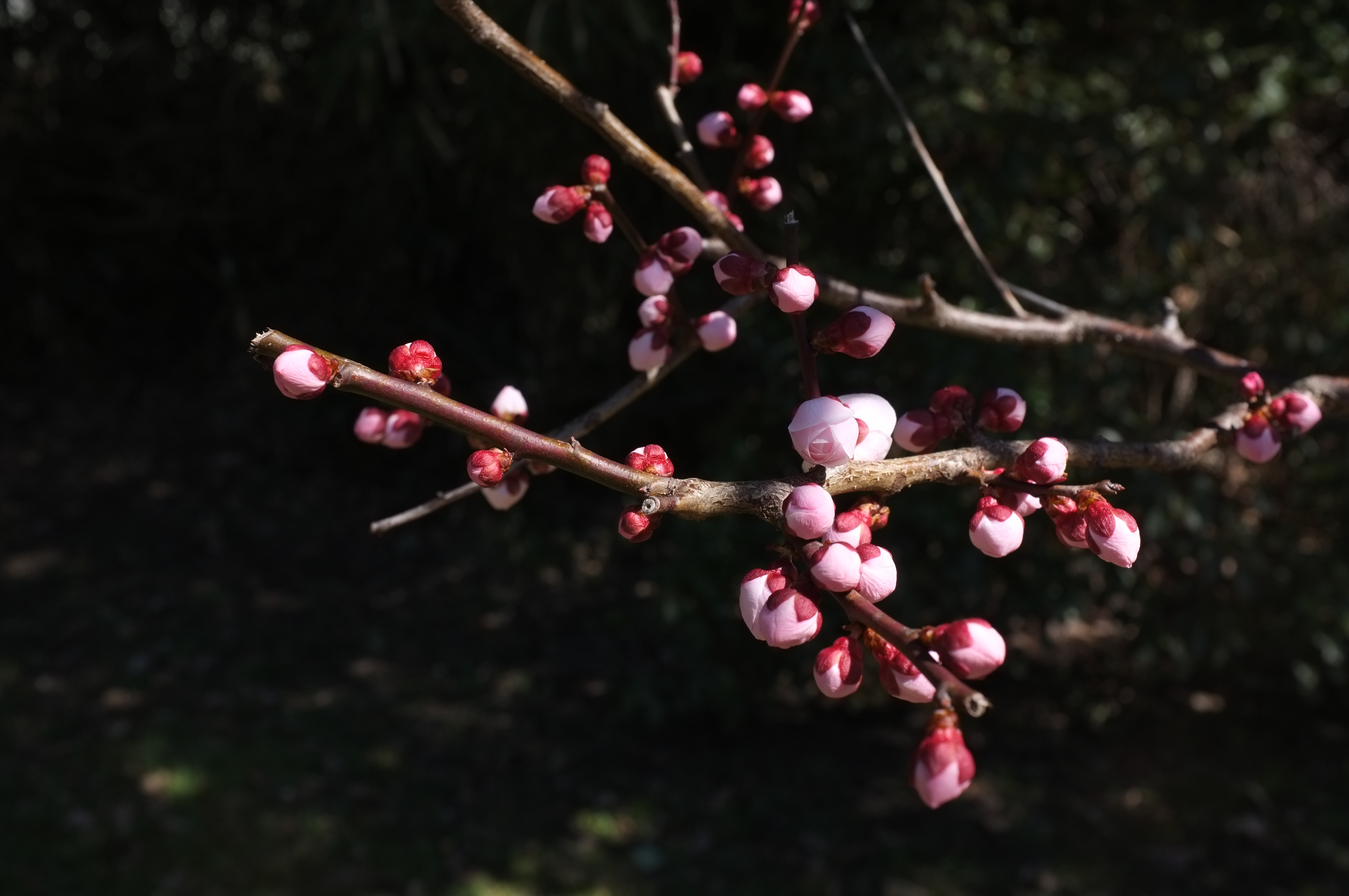 <b>FinePix X100 / 3.7MB / 4,288×2,848 / 1/280秒 / F8 / -2.0EV / ISO200 / WB:オート</b>