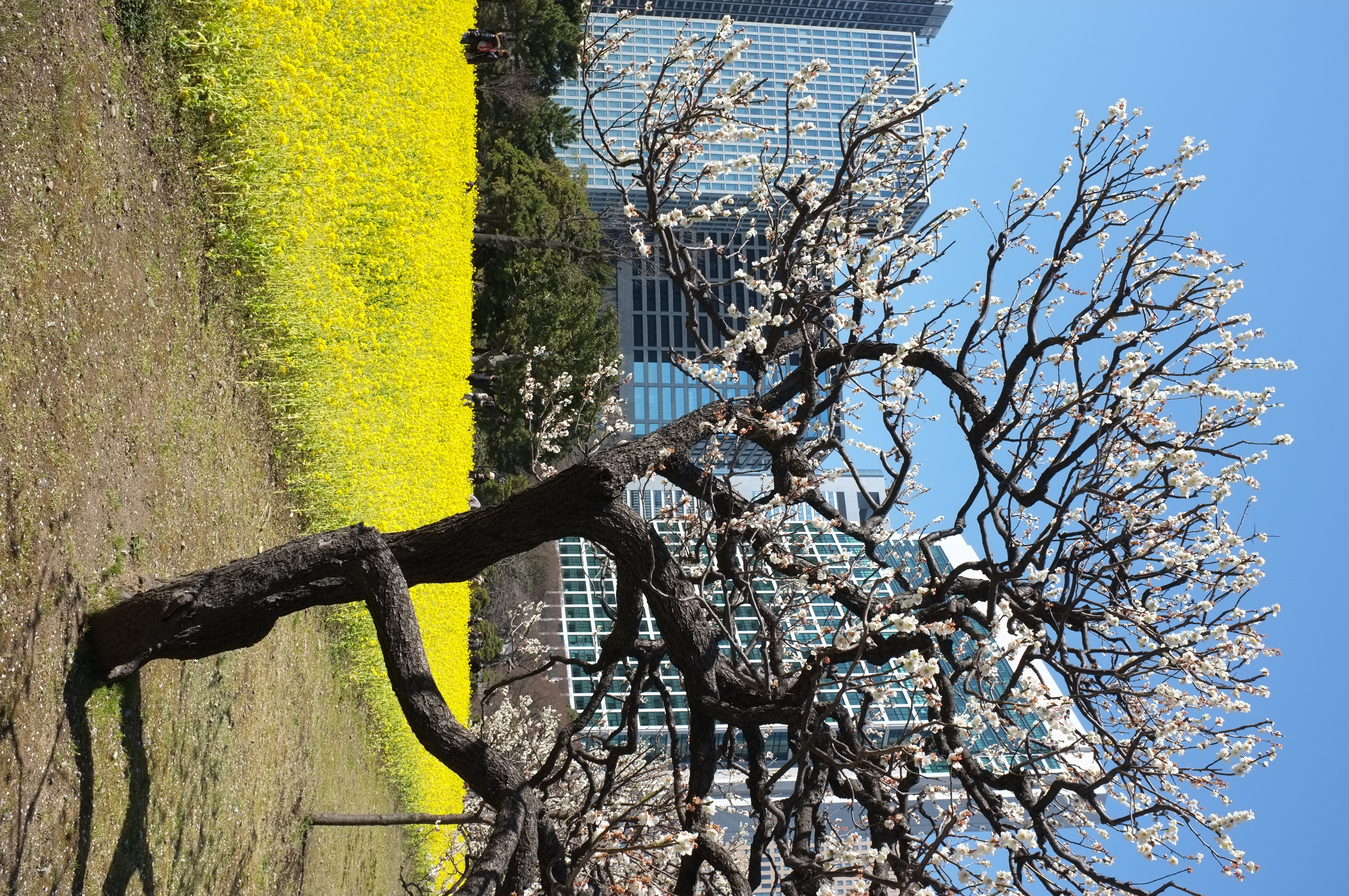 <b>FinePix X100 / 4.5MB / 2,848×4,288 / 1/280秒 / F8 / +0.3EV / ISO200 / WB:オート</b>