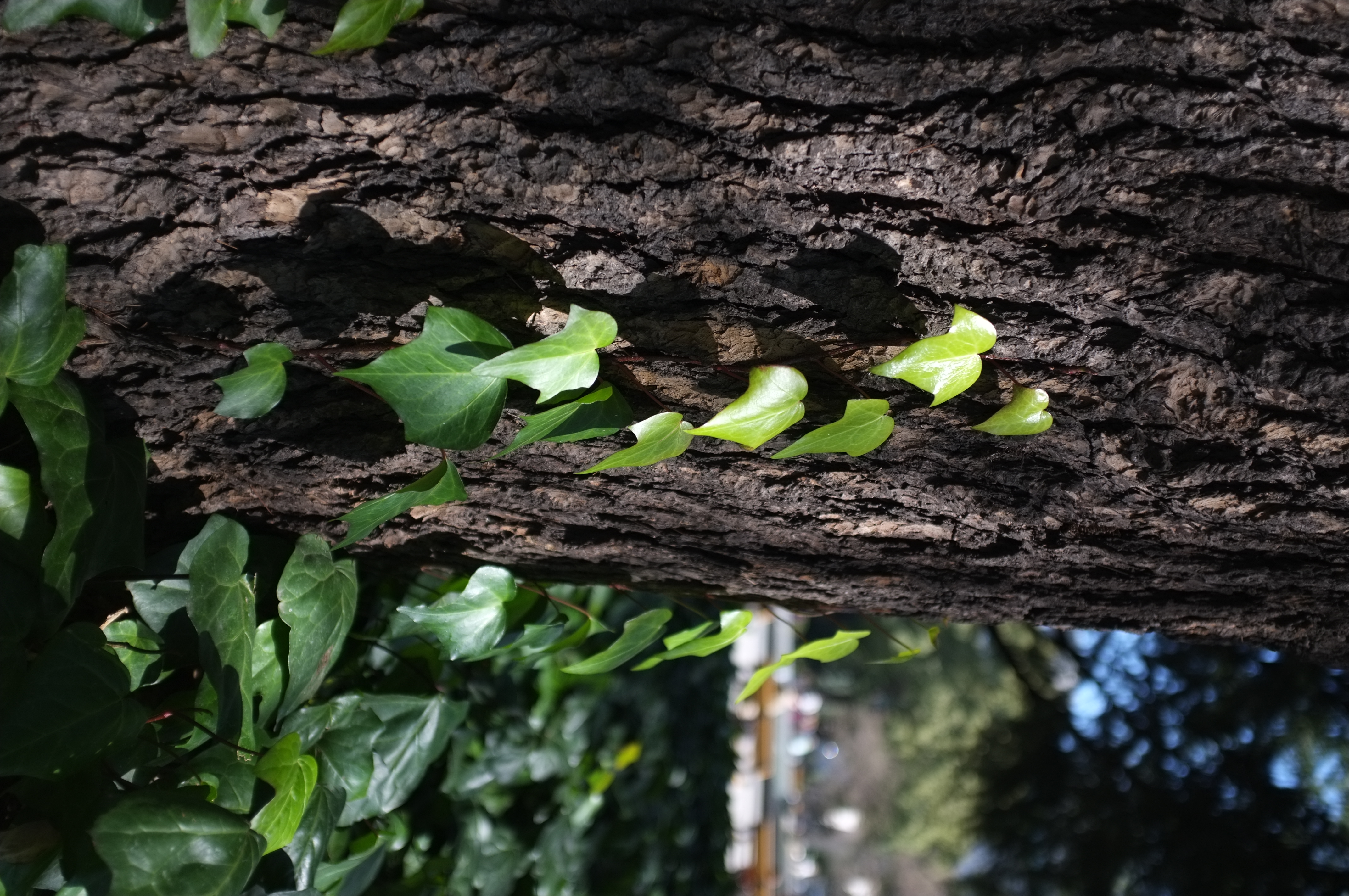 <b>FinePix X100 / 4.1MB / 2,848×4,288 / 1/180秒 / F2 / -1.3EV / ISO200 / WB:オート</b>