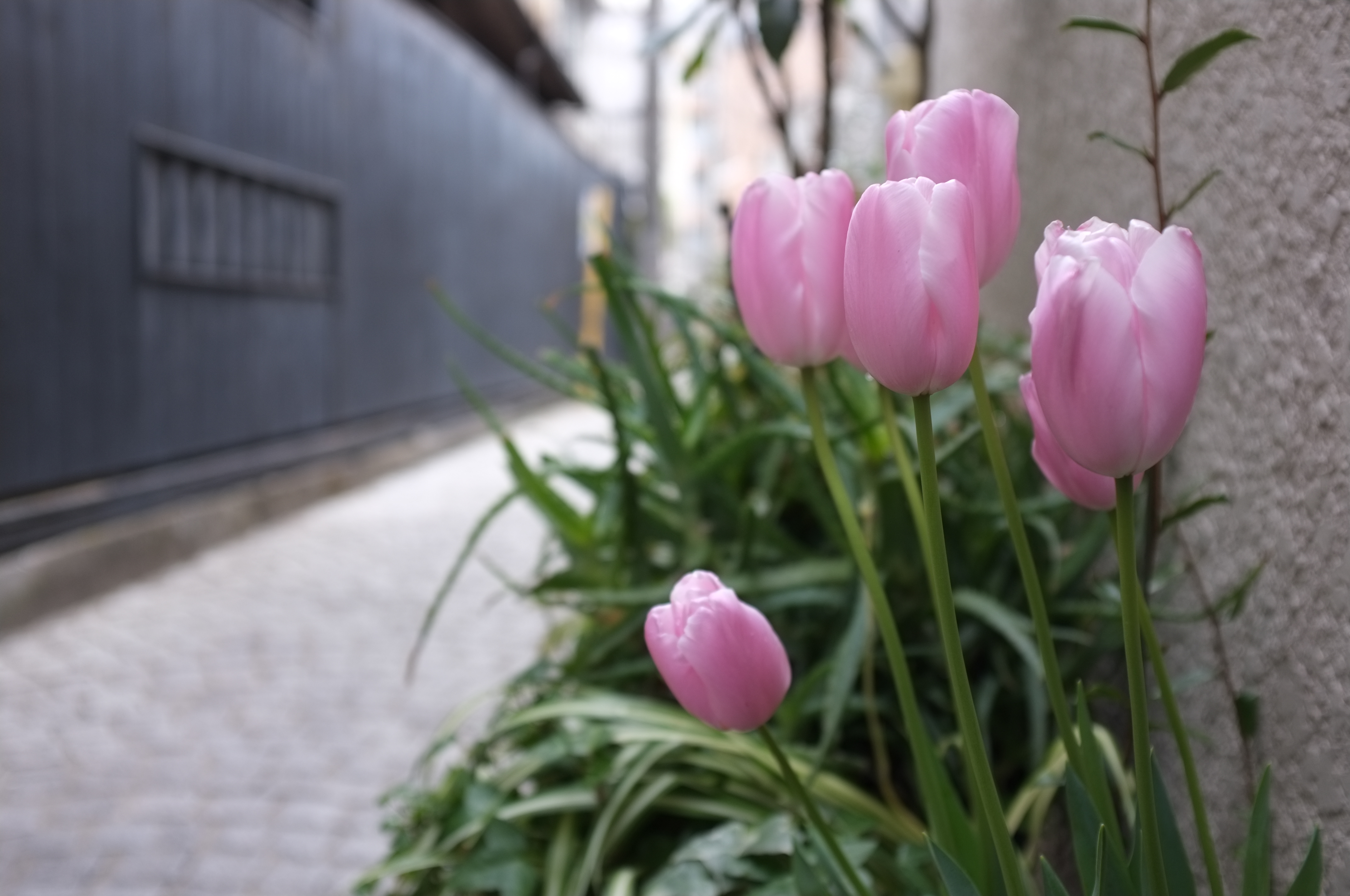 <b>FinePix X100 / 3.5MB / 4,288×2,848 / 1/150秒 / F2.8 / 0.0EV / ISO200 / WB:オート</b>