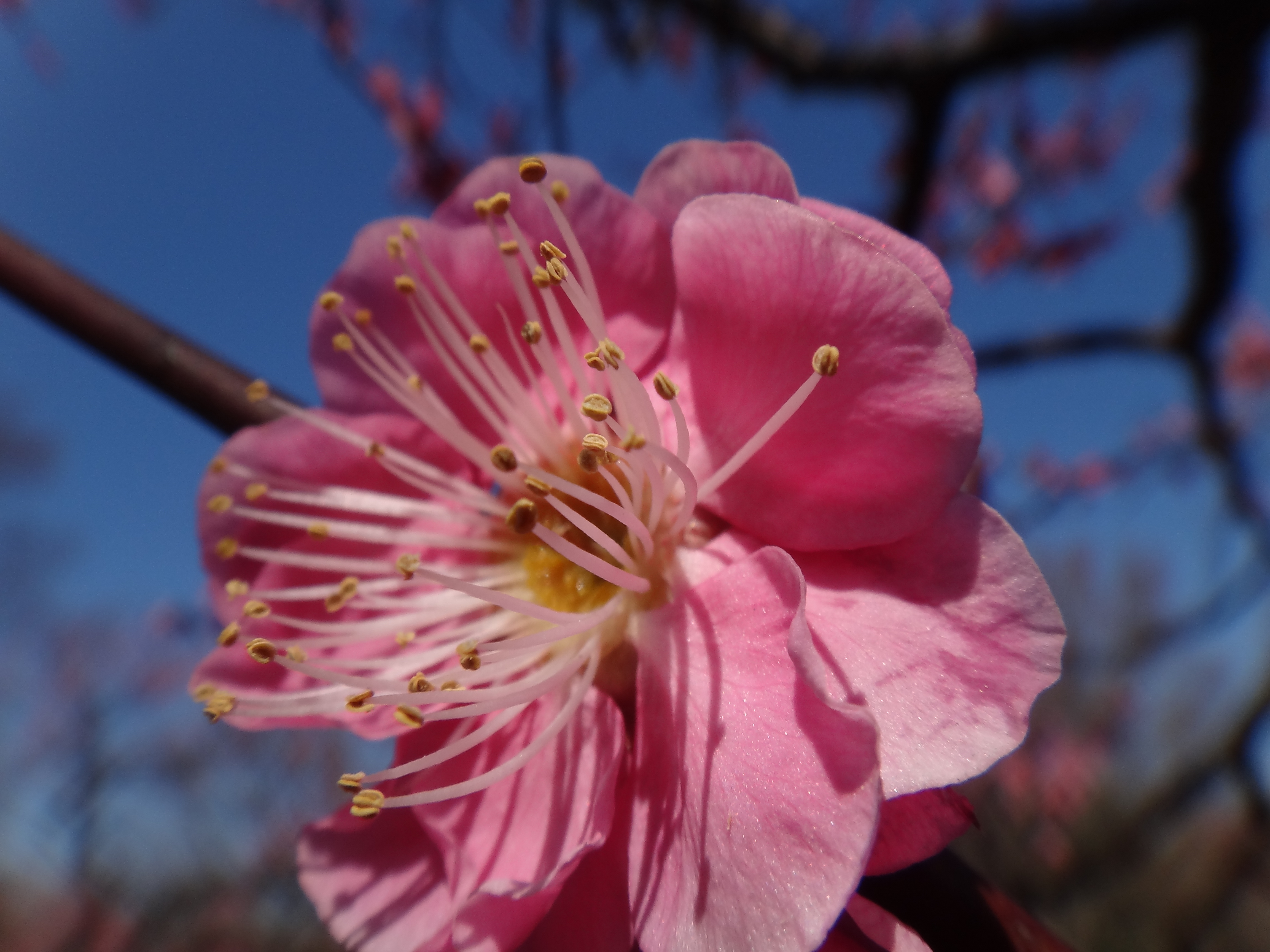 <b>拡大鏡 / DSC-TX100V / 2.8MB / 4,608×3,456 / 1/500秒 / F6.3 / 0.0EV / ISO125 / WB:自動 / 4.4mm</b>