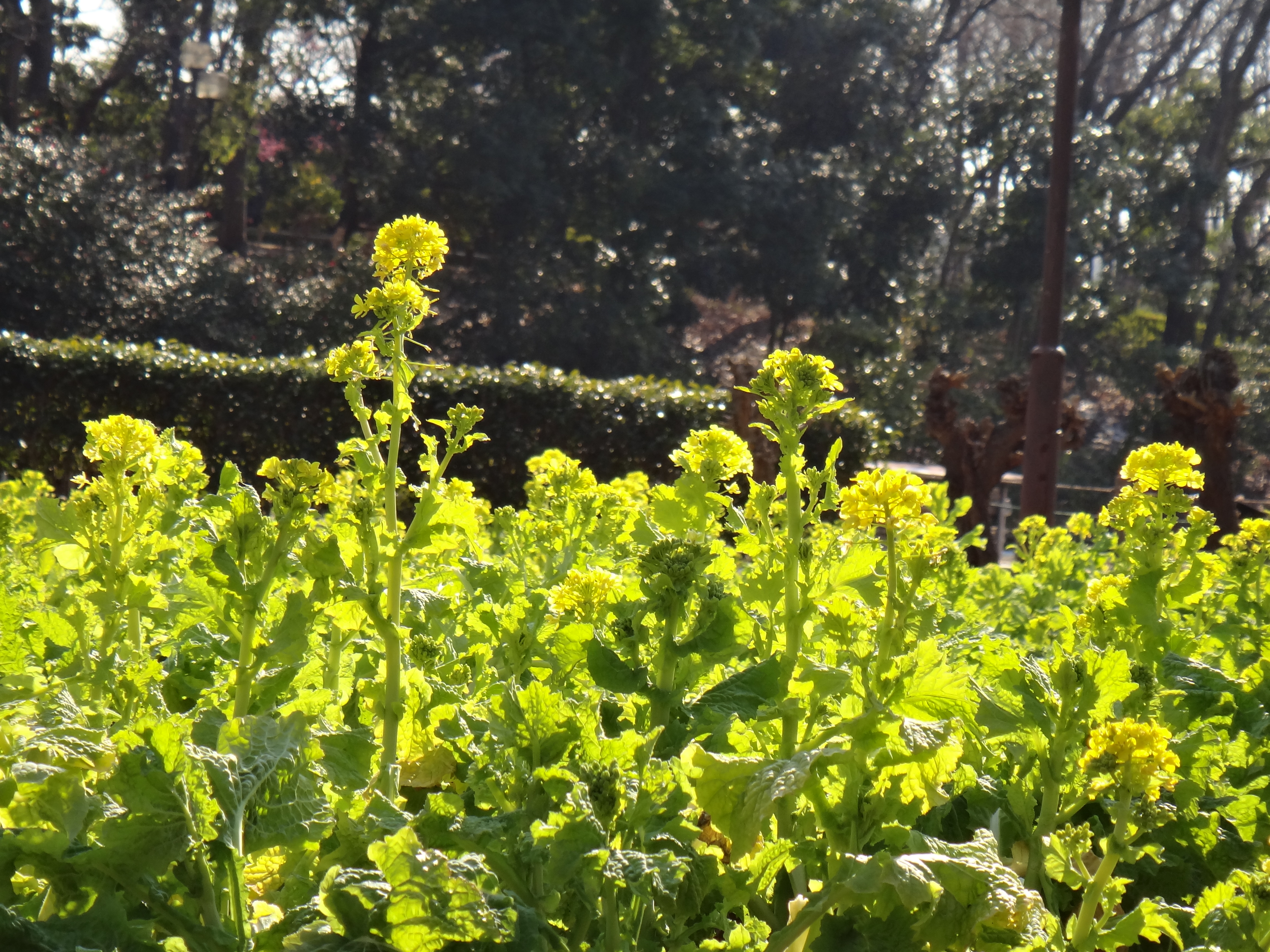 <b>プログラムオート / DSC-TX100V / 5.2MB / 4,608×3,456 / 1/320秒 / F4.6 / 0.0EV / ISO125 / WB:自動 / 17.7mm</b>