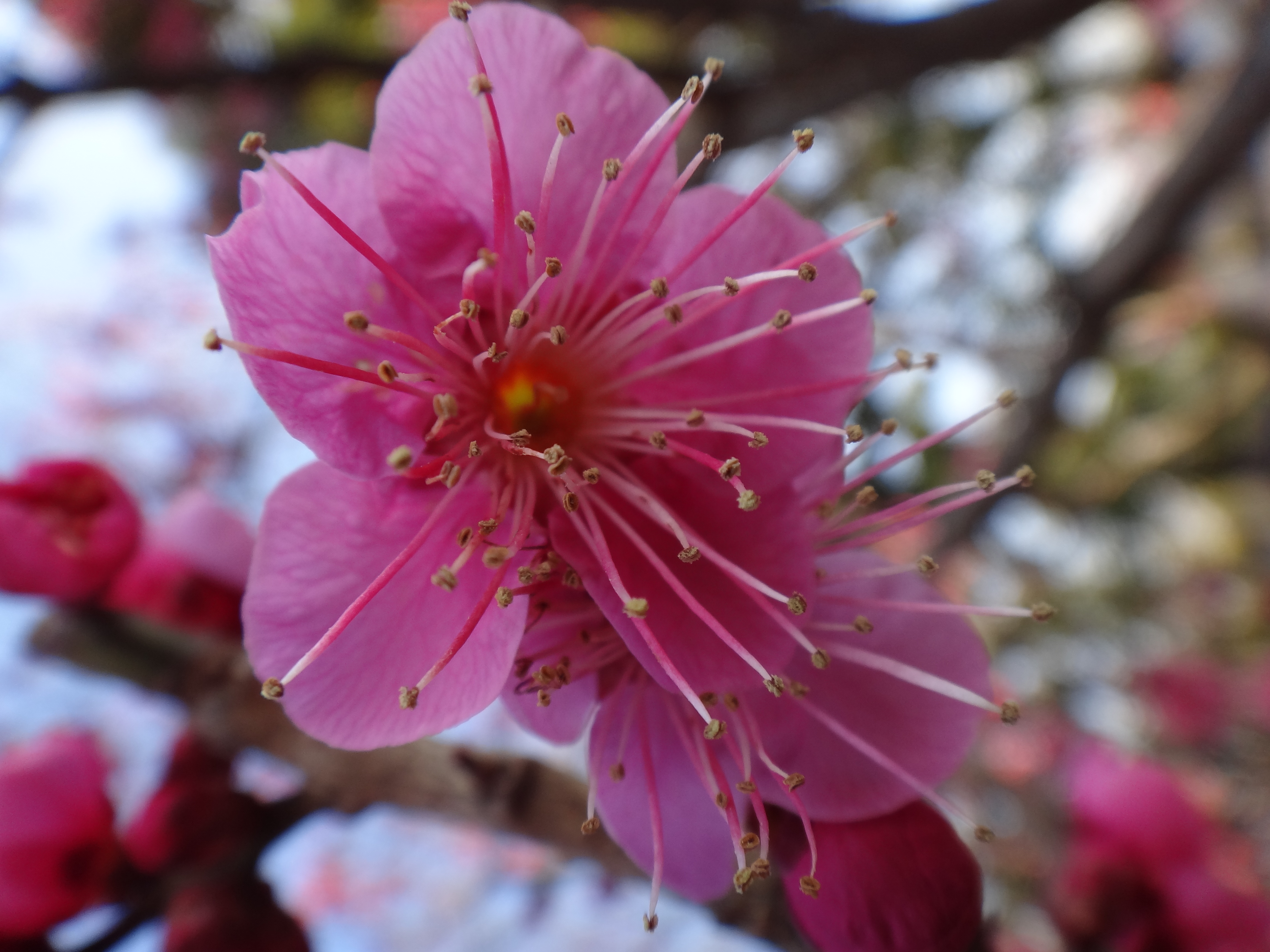 <b>拡大鏡 / DSC-TX100V / 2.9MB / 3,456×4,608 / 1/250秒 / F3.5 / 0.0EV / ISO125 / WB:自動 / 4.4mm</b>