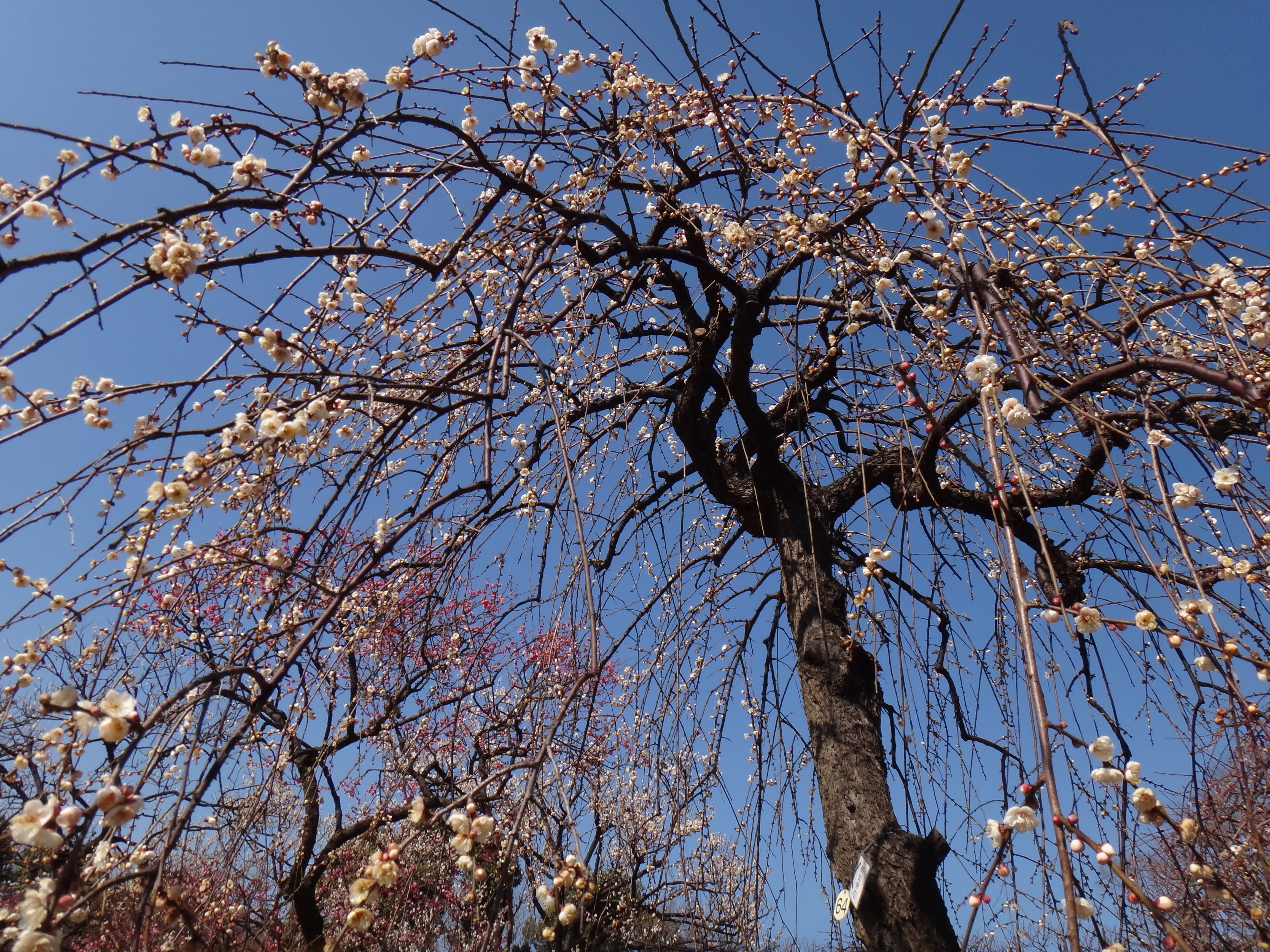 <b>DSC-TX100V / 6.0MB / 4,608×3,456 / 1/800秒 / F4.5 / -0.3EV / ISO125 / WB:自動 / 4.4mm</b>