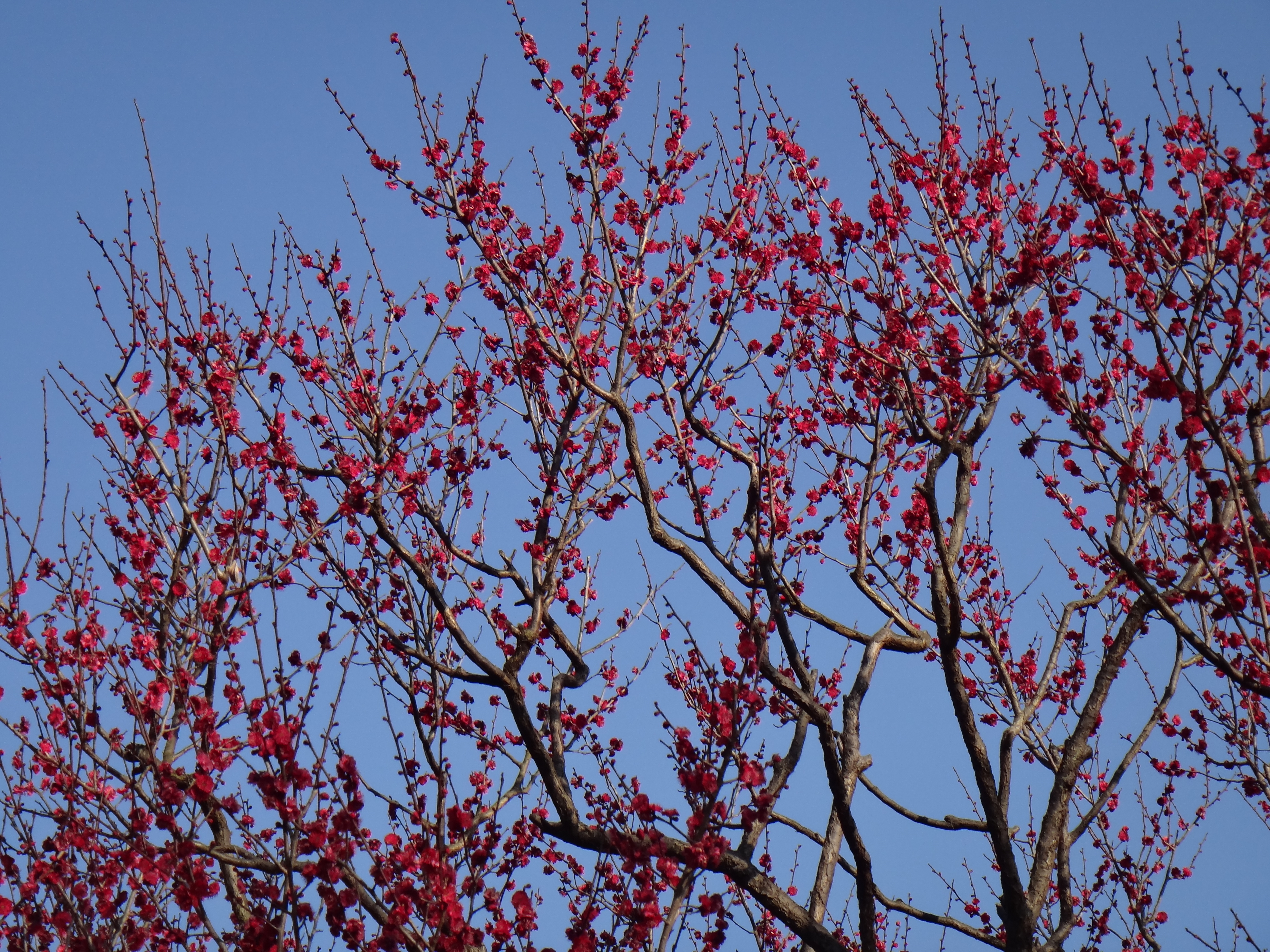 <b>DSC-TX100V / 5.5MB / 4,608×3,456 / 1/500秒 / F4.6 / 0.0EV / ISO125 / WB:自動 / 17.7mm</b>