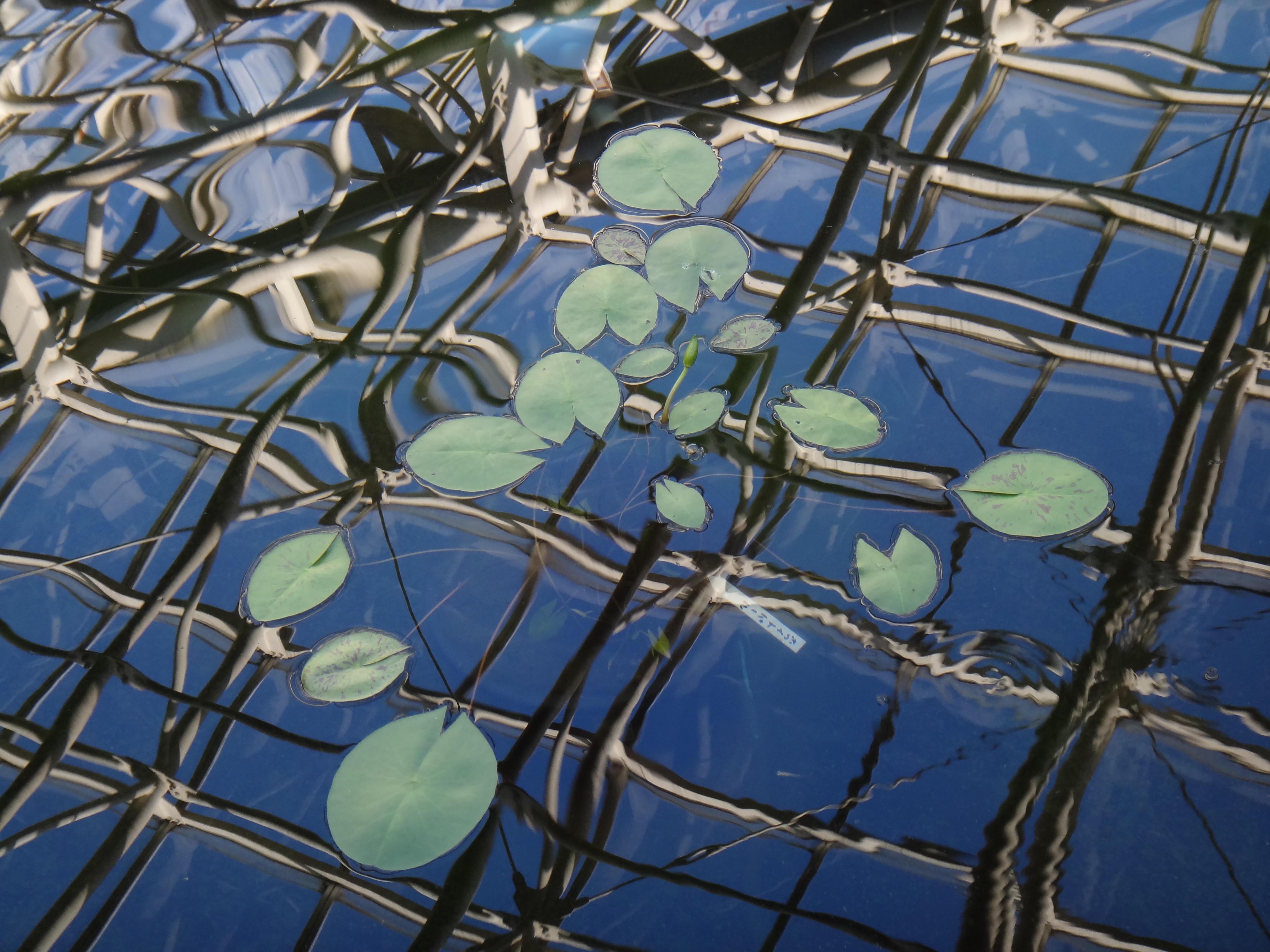 <b>DSC-TX100V / 3.6MB / 4,608×3,456 / 1/40秒 / F4 / -0.3EV / ISO125 / WB:自動 / 11.2mm</b>