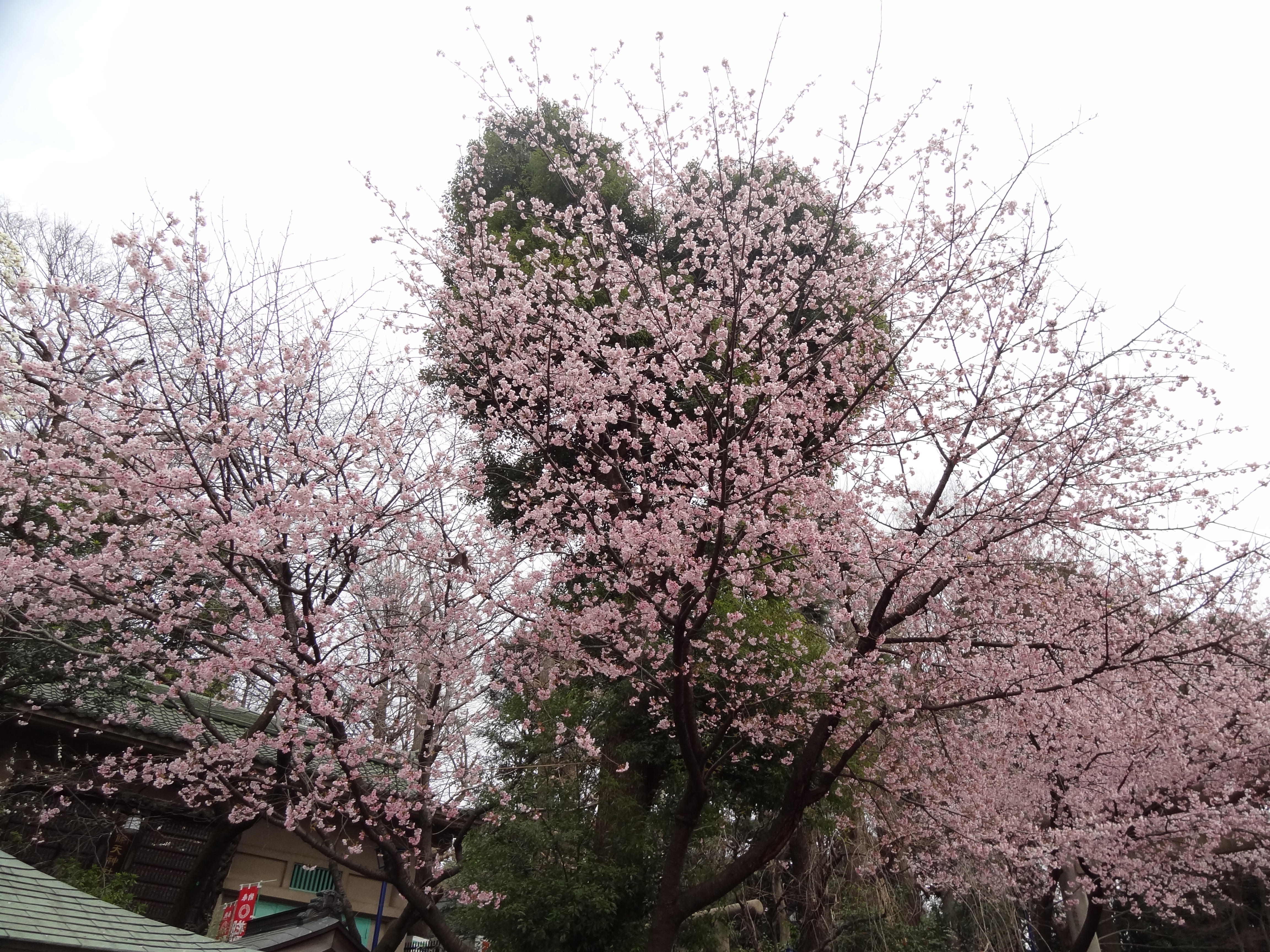 <b>DSC-HX9V / 約6.0MB / 4,608×3,456 / 1/640秒 / F3.5 / 0.0EV / ISO100 / WB:オート / 4.3mm</b>