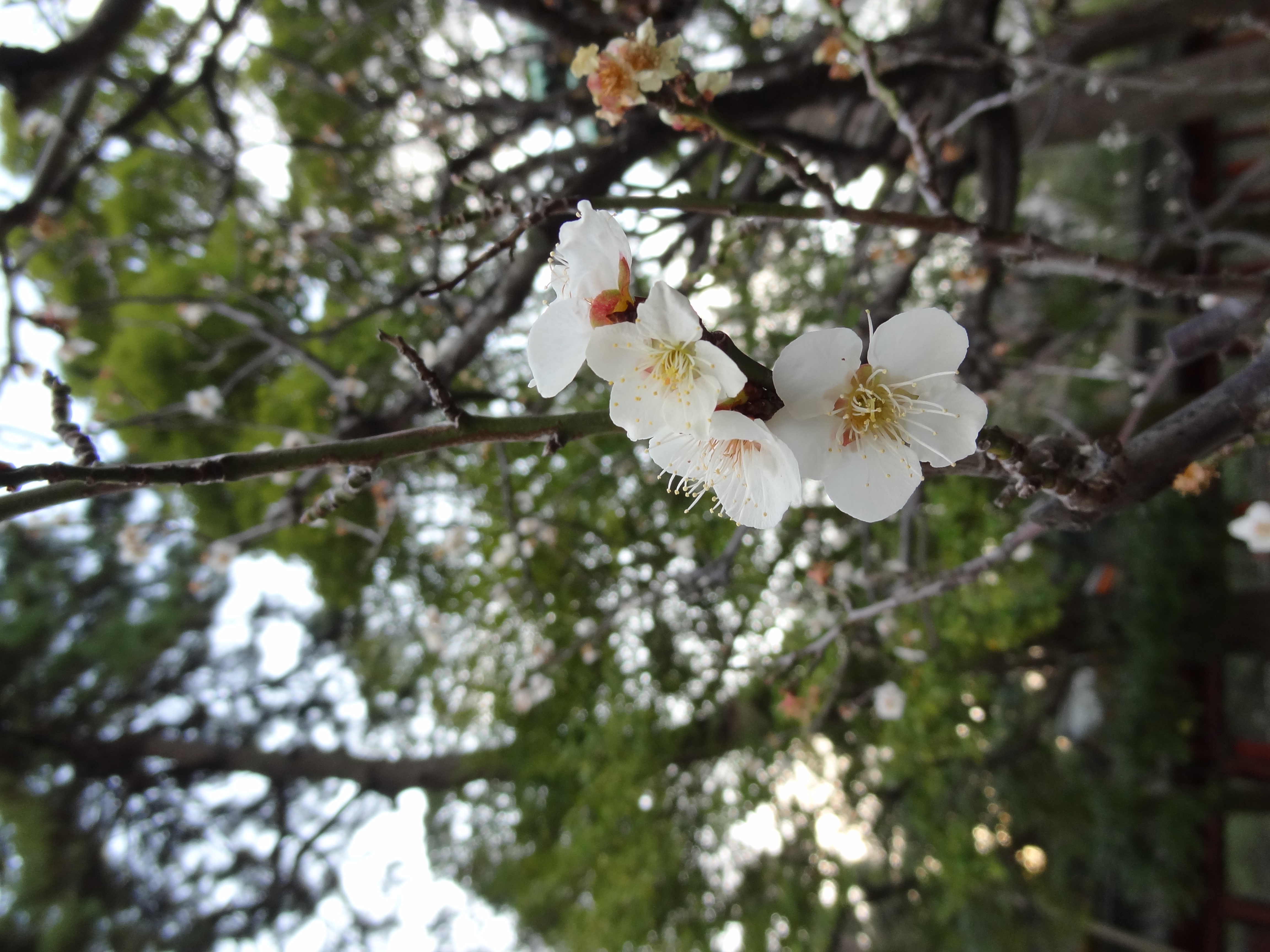 <b>DSC-HX9V / 約3.5MB / 3,456×4,608 / 1/125秒 / F3.3 / 0.0EV / ISO100 / WB:オート / 4.3mm</b>