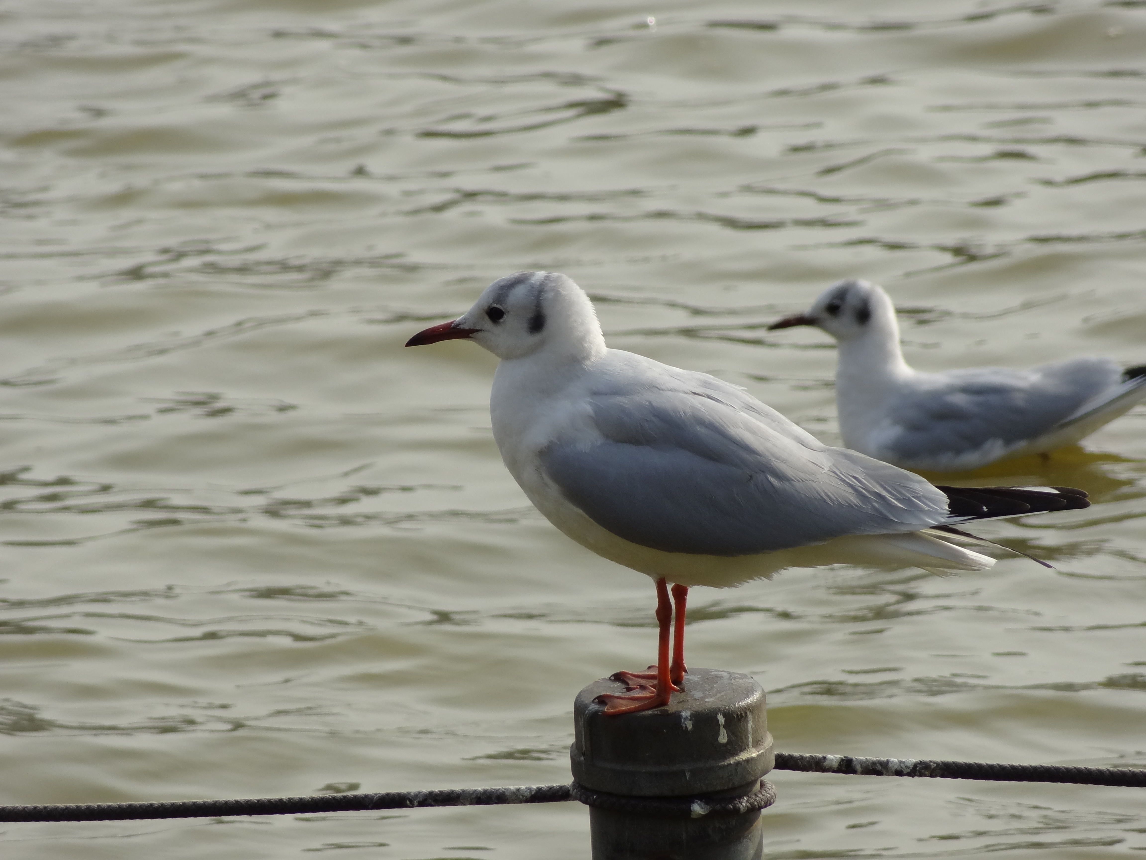 <b>DSC-HX9V / 約2.5MB / 4,608×3,456 / 1/400秒 / F5.9 / 0.0EV / ISO100 / WB:オート / 68.5mm</b>