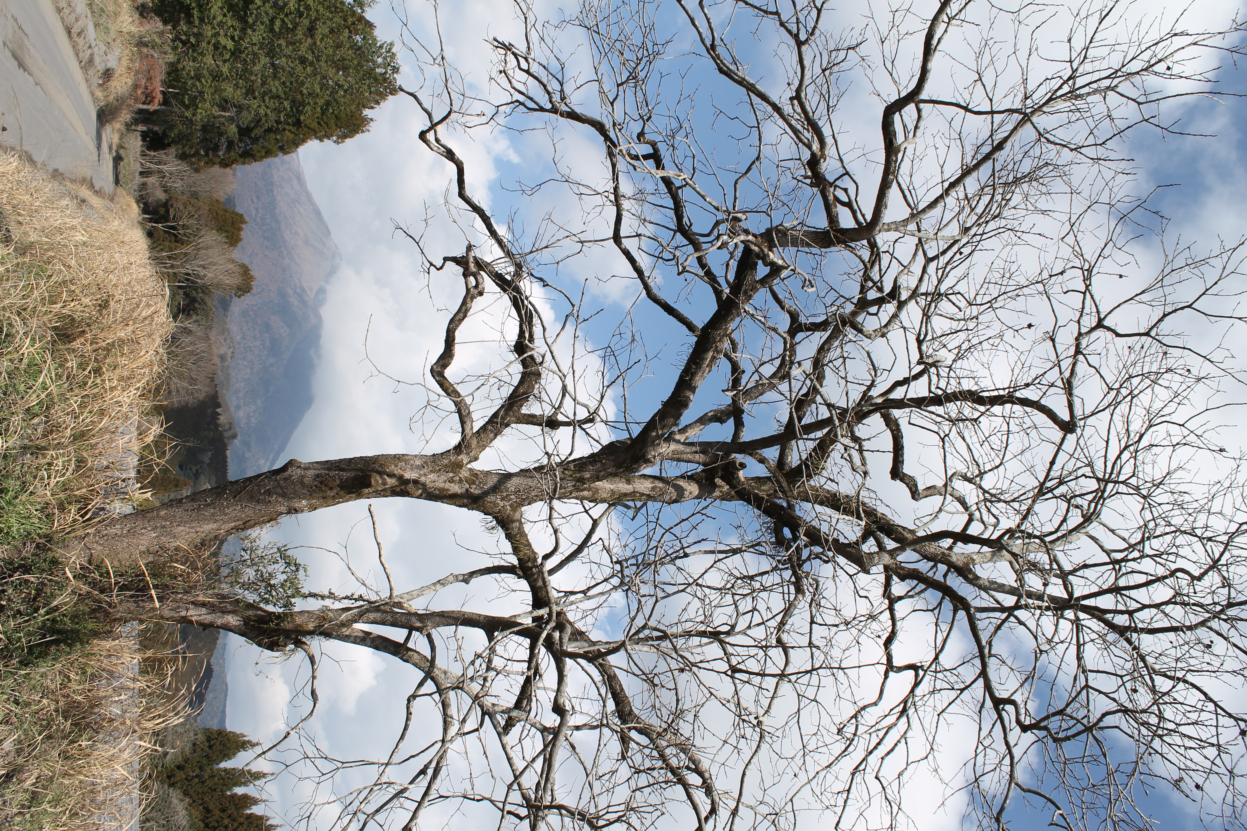 <b>EOS Kiss X50 / EF-S 18-55mm F3.5-5.6 IS II / 約7.4MB / 2,848×4,272 / 1/250秒 / F9 / +0.7EV / ISO100 / WB:オート / 18mm</b>