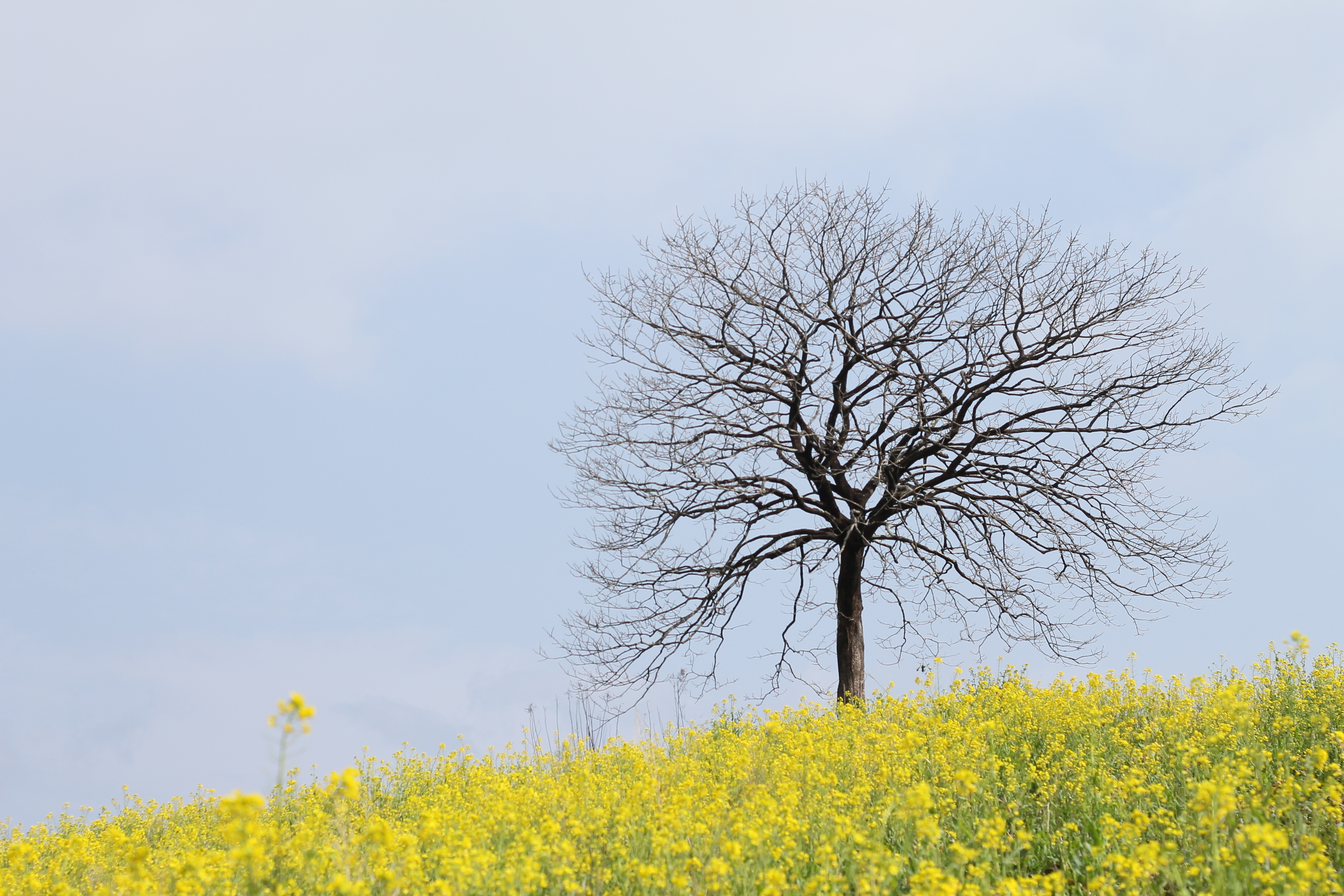 <b>EOS Kiss X50 / EF 50mm F1.8 II / 約4.3MB / 4,272×2,848 / 1/2,000秒 / F5 / +0.3EV / ISO200 / WB:太陽光 / 50mm</b>