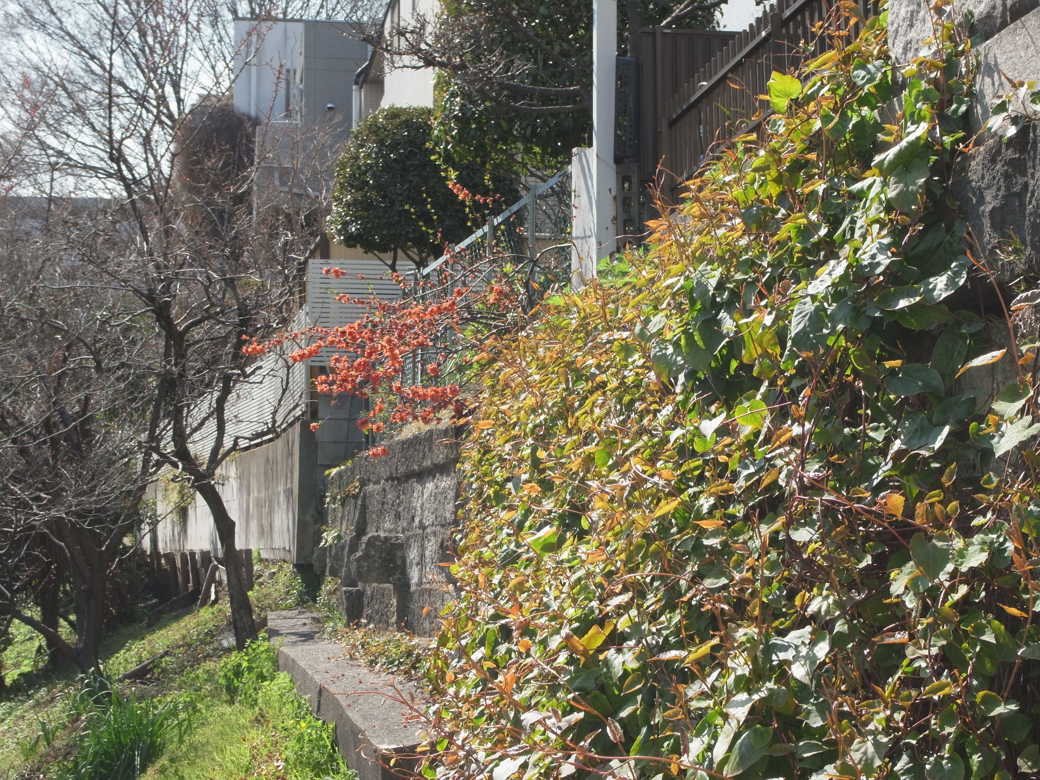 <b>オート（参考）</b>