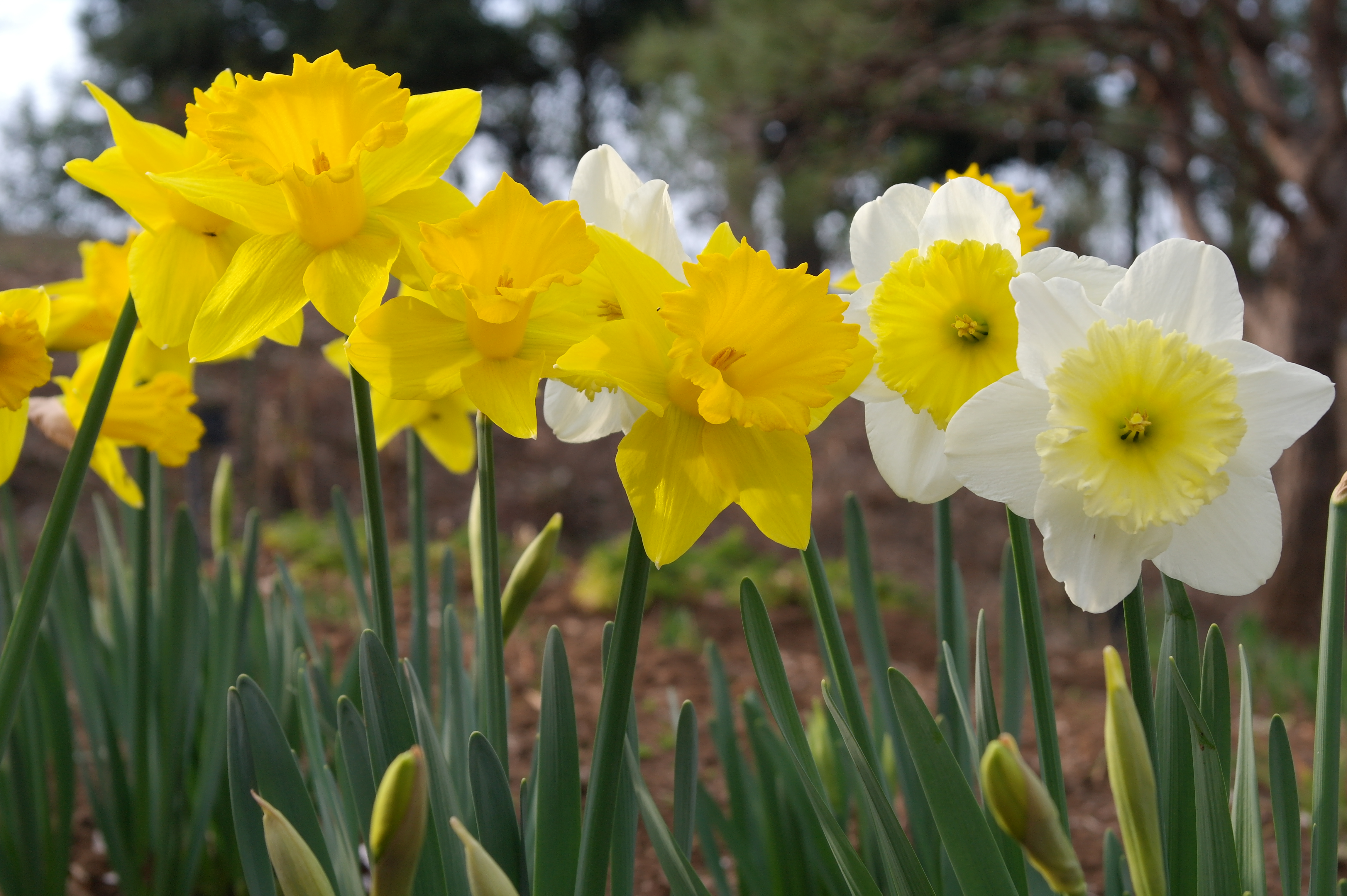 <b>Picture Wizard:Standard / NX100 / SAMSUNG LENS 20-50mm F3.5-5.6 ED / 約4.9MB / 4,592×3,056 / 1/125秒 / F9 / 0.0EV / ISO200 / WB:オート / 50mm</b>