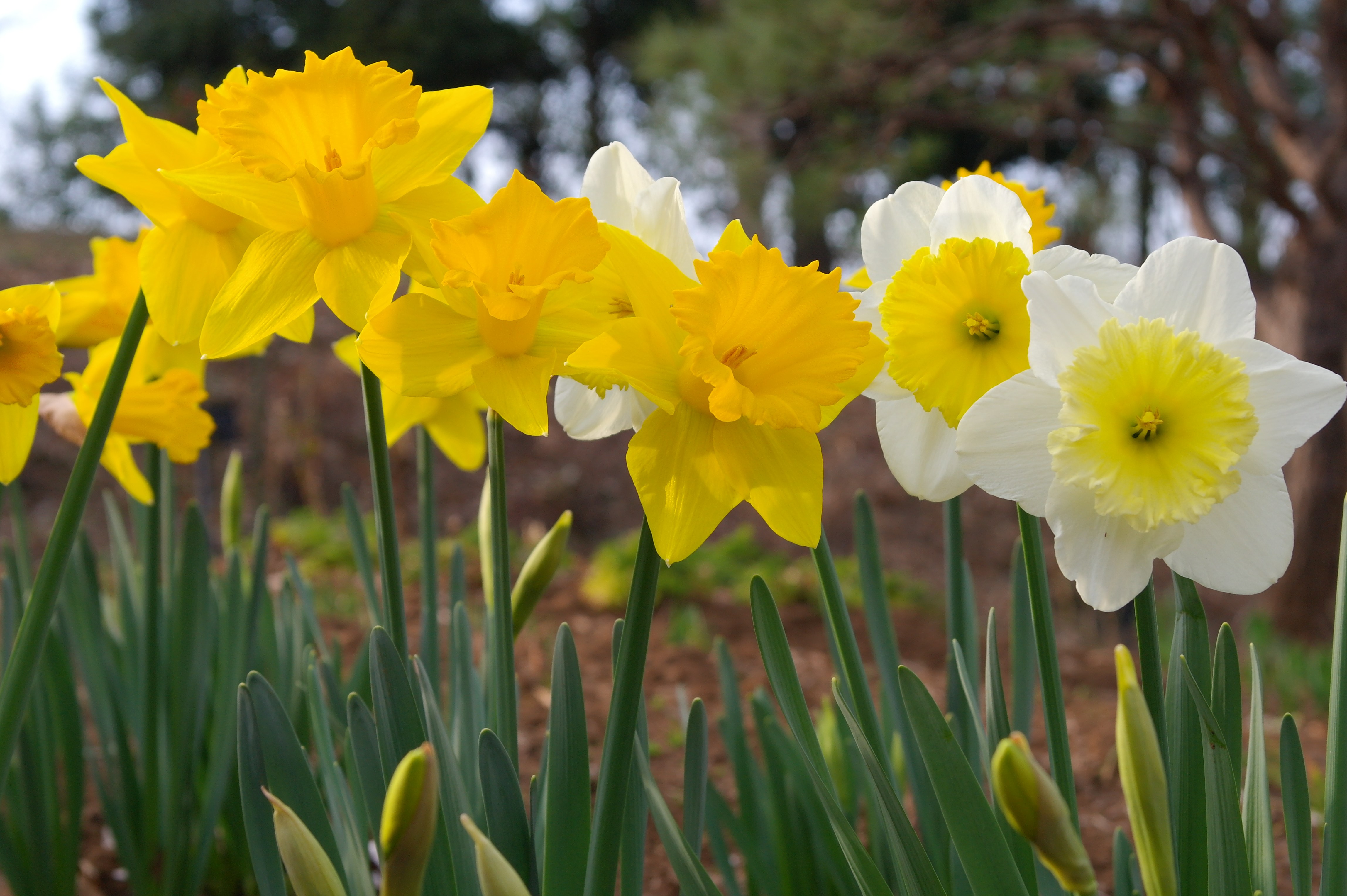 <b>Picture Wizard:Vivid / NX100 / SAMSUNG LENS 20-50mm F3.5-5.6 ED / 約4.9MB / 4,592×3,056 / 1/125秒 / F9 / 0.0EV / ISO200 / WB:オート / 50mm</b>