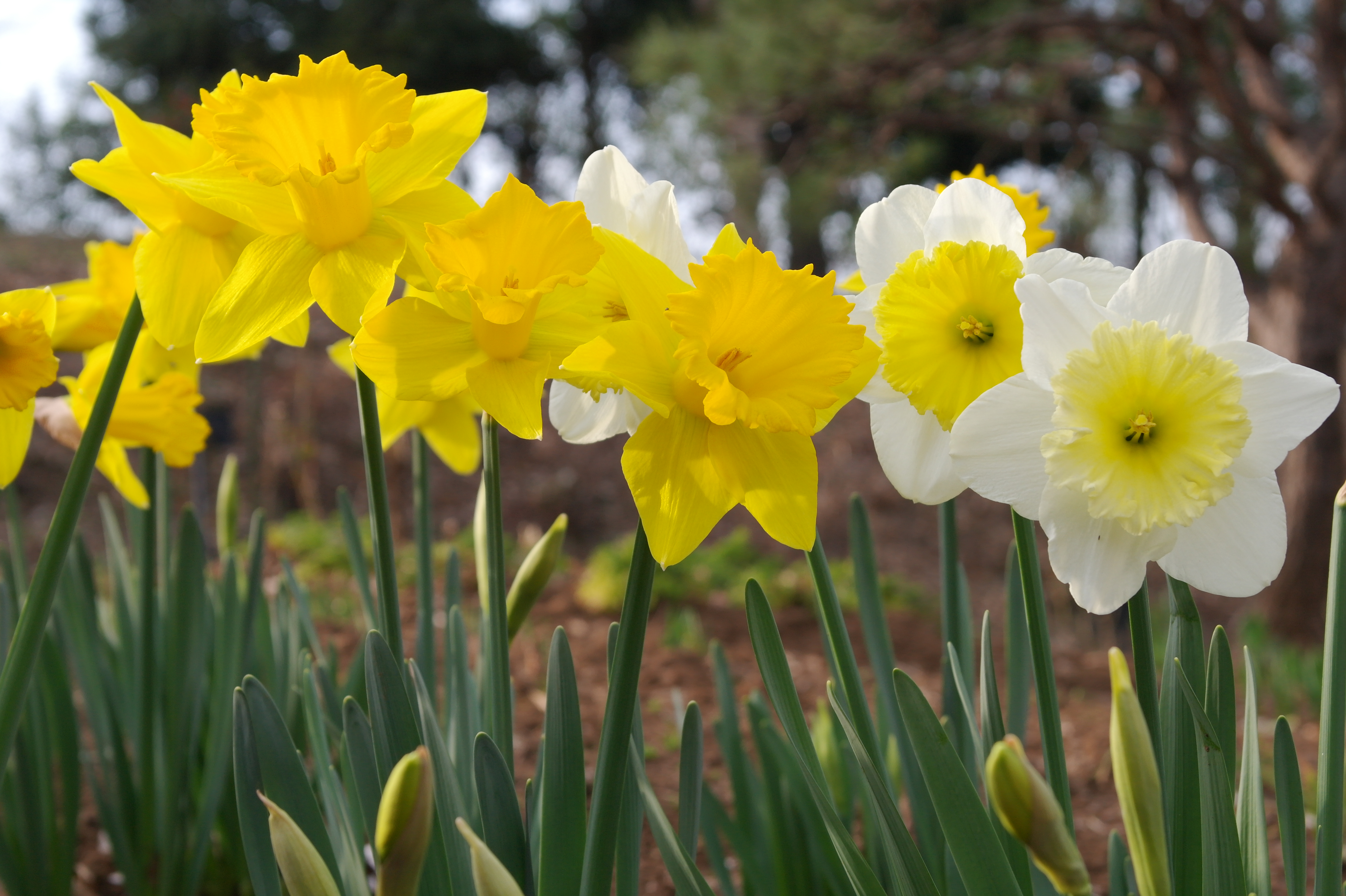 <b>Picture Wizard:Portrait / NX100 / SAMSUNG LENS 20-50mm F3.5-5.6 ED / 約4.5MB / 4,592×3,056 / 1/125秒 / F9 / 0.0EV / ISO200 / WB:オート / 50mm</b>