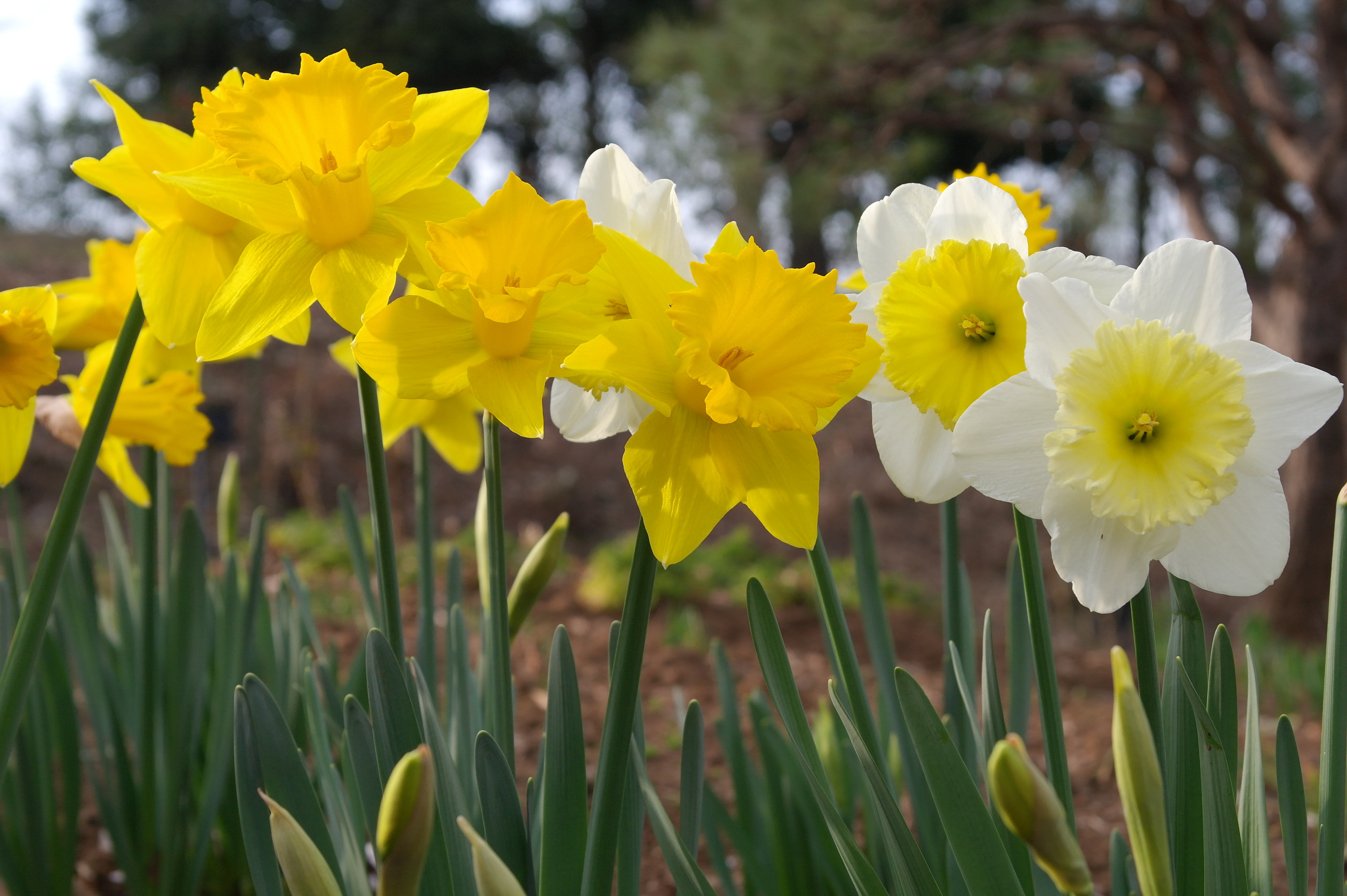 <b>Picture Wizard:Landscape / NX100 / SAMSUNG LENS 20-50mm F3.5-5.6 ED / 約5.2MB / 4,592×3,056 / 1/125秒 / F9 / 0.0EV / ISO200 / WB:オート / 50mm</b>