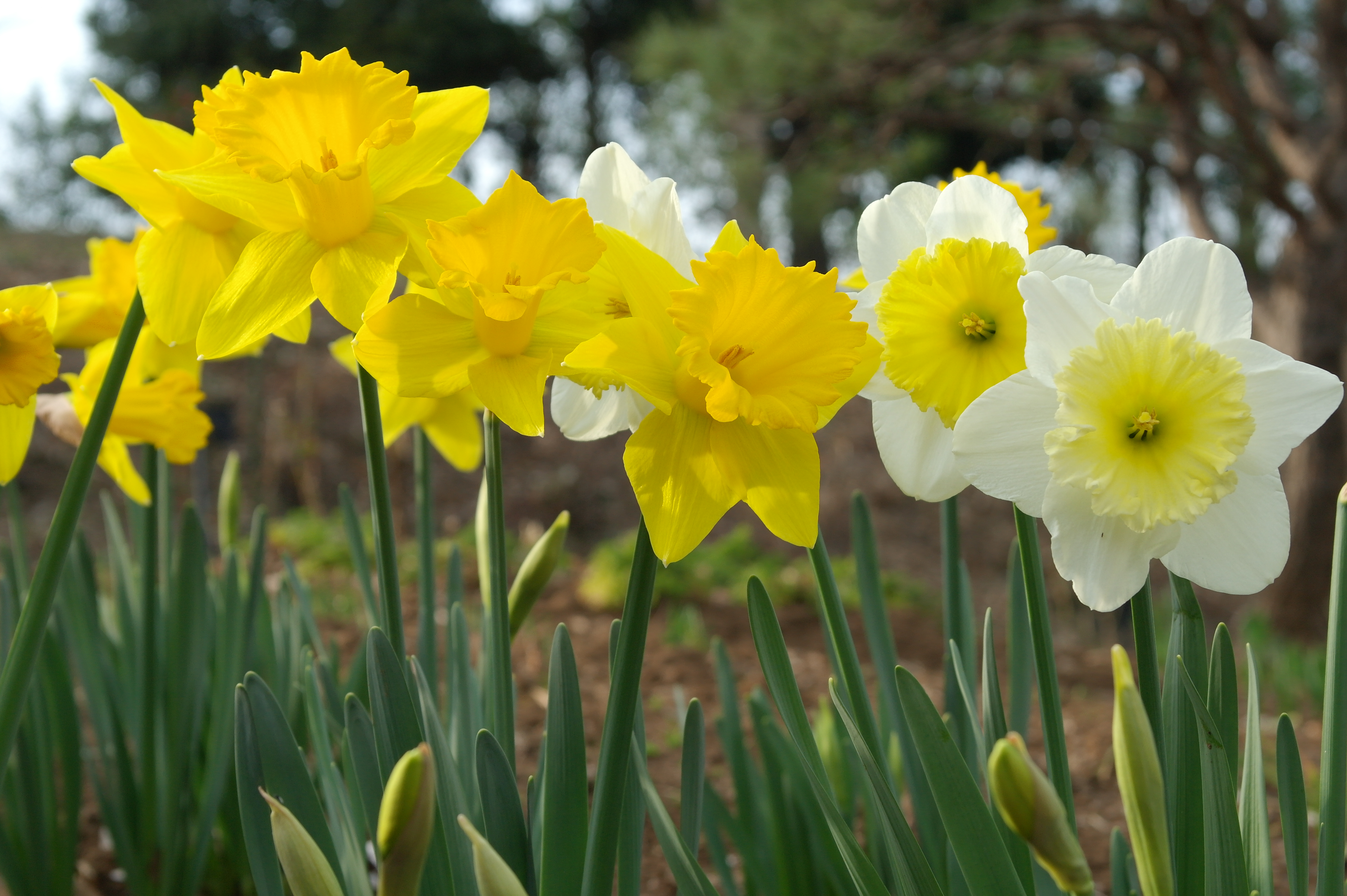 <b>Picture Wizard:Forest / NX100 / SAMSUNG LENS 20-50mm F3.5-5.6 ED / 約5.0MB / 4,592×3,056 / 1/125秒 / F9 / 0.0EV / ISO200 / WB:オート / 50mm</b>