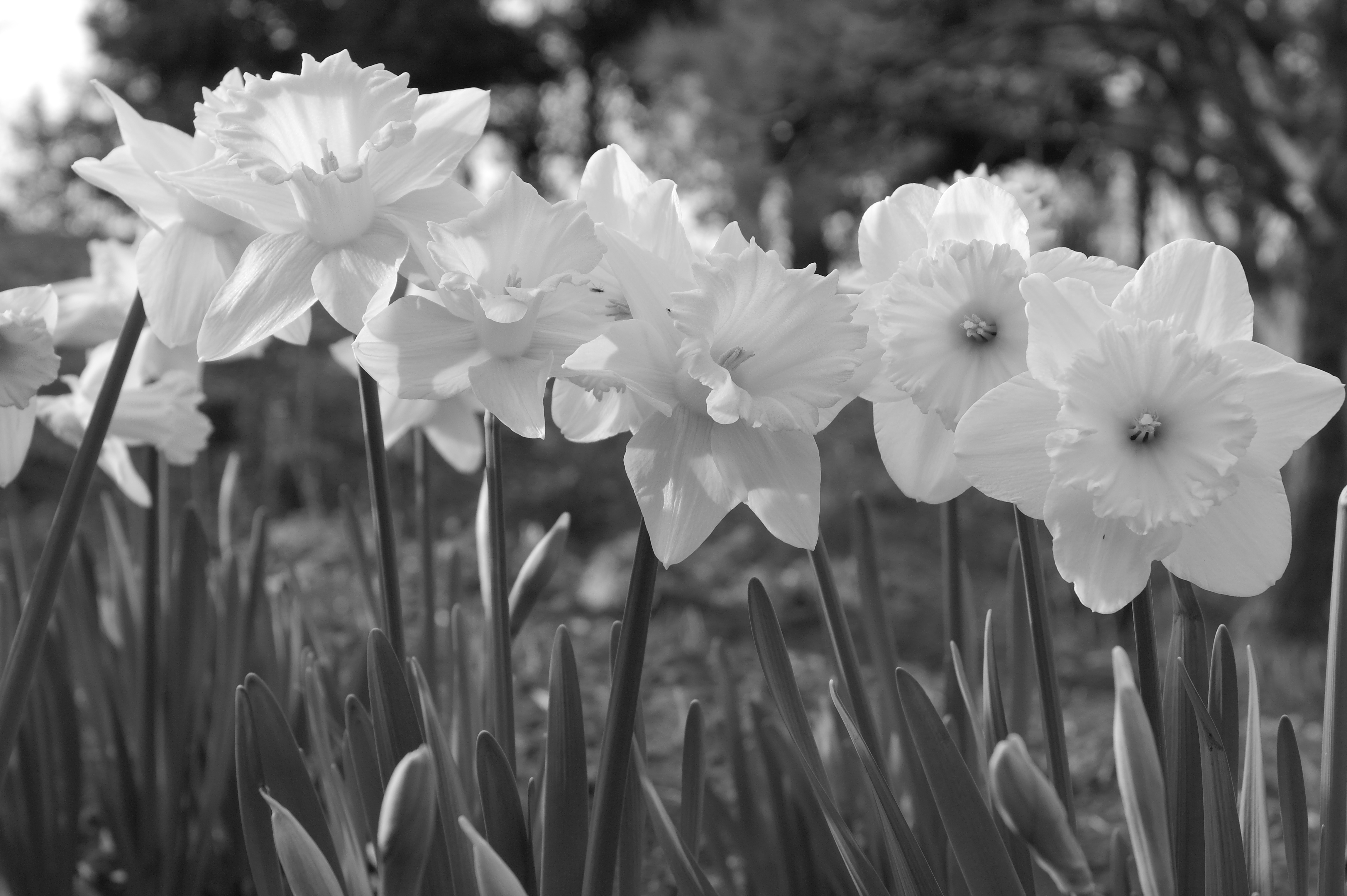 <b>Picture Wizard:Classic / NX100 / SAMSUNG LENS 20-50mm F3.5-5.6 ED / 約4.0MB / 4,592×3,056 / 1/125秒 / F9 / 0.0EV / ISO200 / WB:オート / 50mm</b>