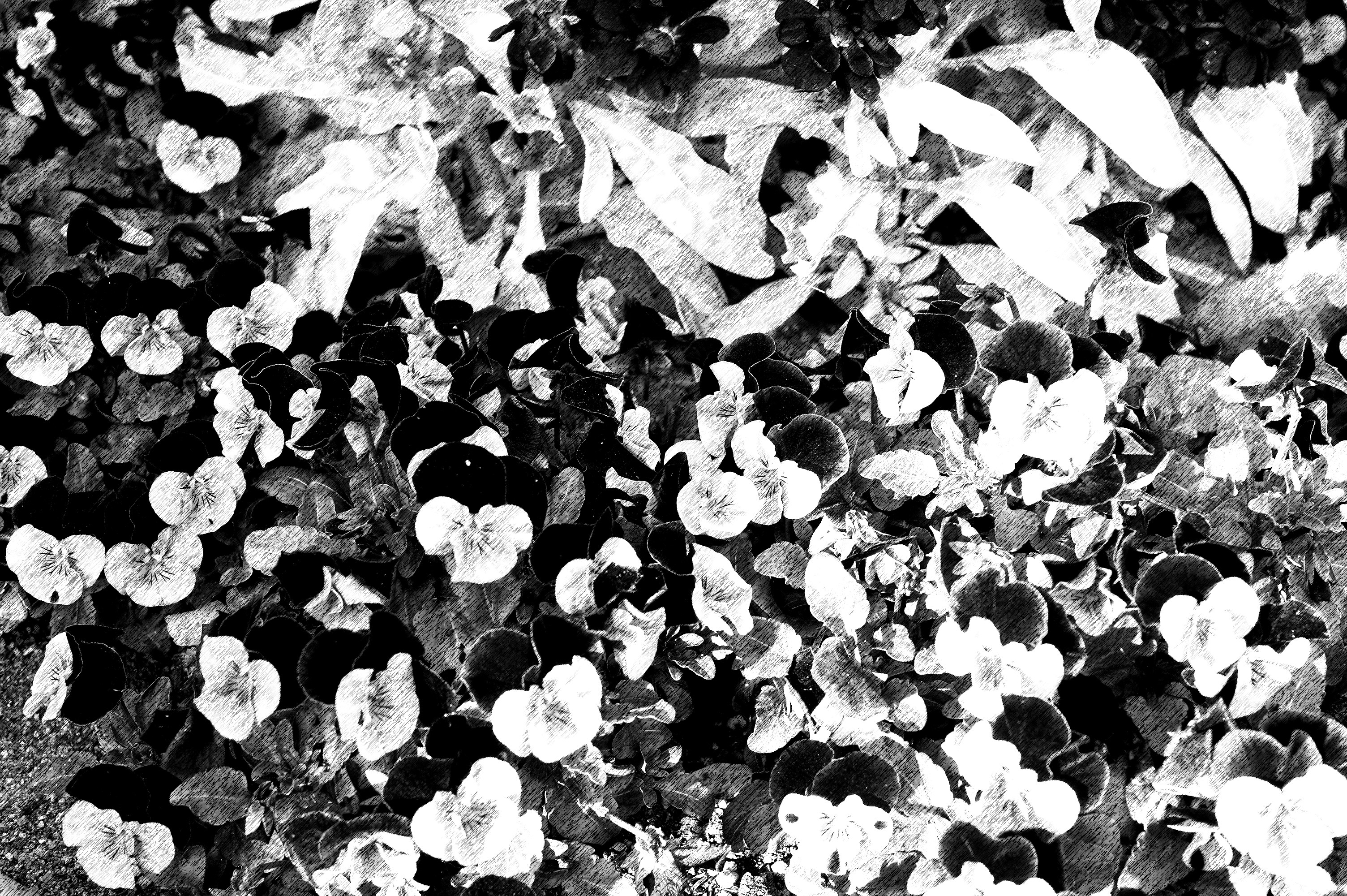 <b>Smart Filter:Sketch / NX100 / SAMSUNG LENS 30mm F2 / 約2.8MB / 3,008×2,000 / 1/60秒 / F5.6 / +0.3EV / ISO200 / WB:オート</b>