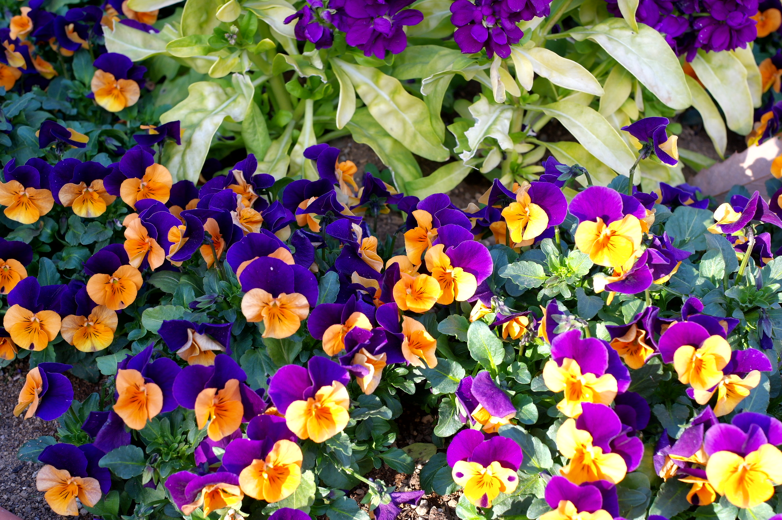 <b>Smart Filter:Defog / NX100 / SAMSUNG LENS 30mm F2 / 約2.5MB / 3,008×2,000 / 1/60秒 / F5.6 / +0.3EV / ISO200 / WB:オート</b>