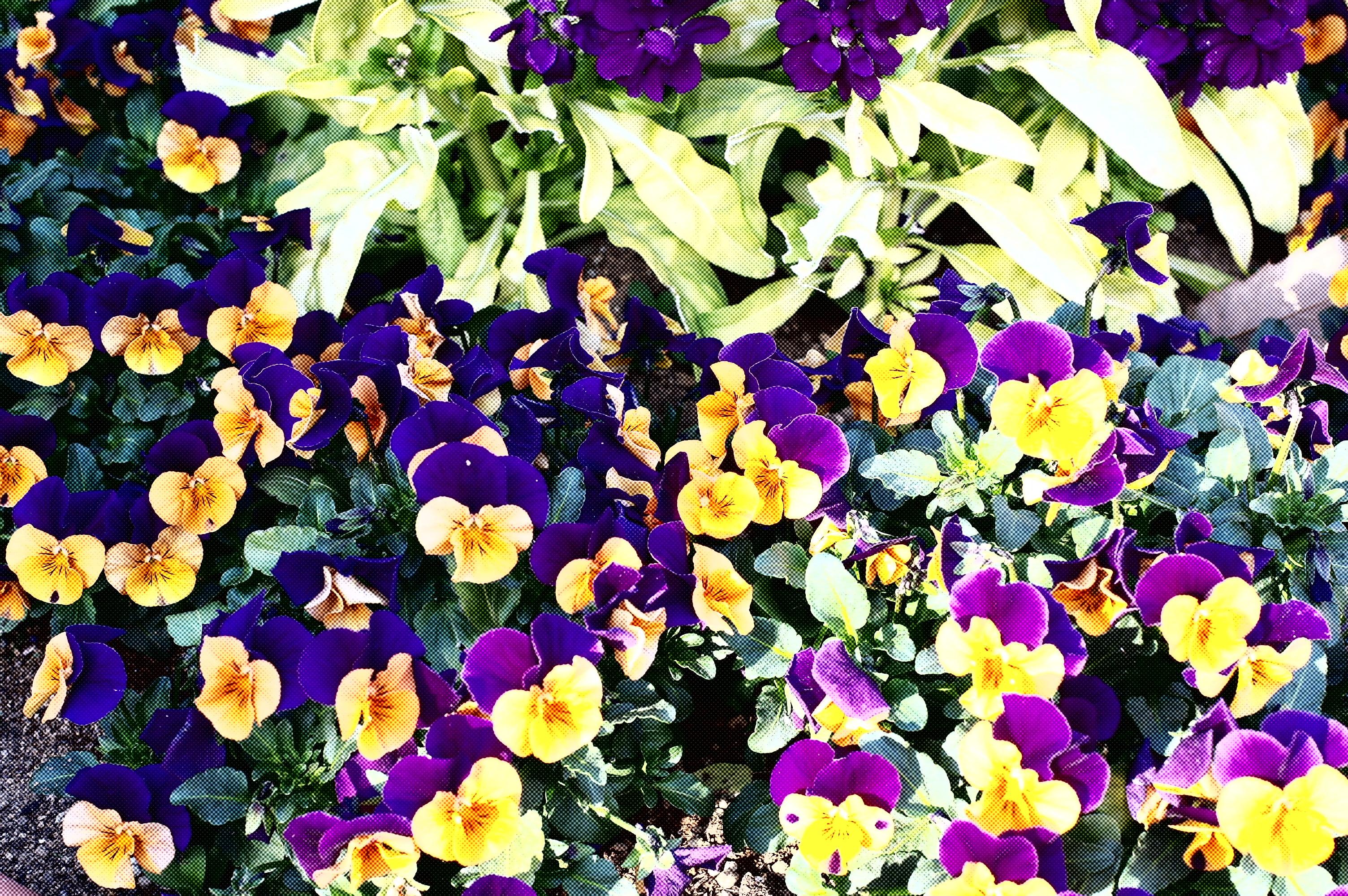 <b>Smart Filter:Halftone Dots / NX100 / SAMSUNG LENS 30mm F2 / 約2.7MB / 3,008×2,000 / 1/60秒 / F5.6 / +0.3EV / ISO200 / WB:オート</b>