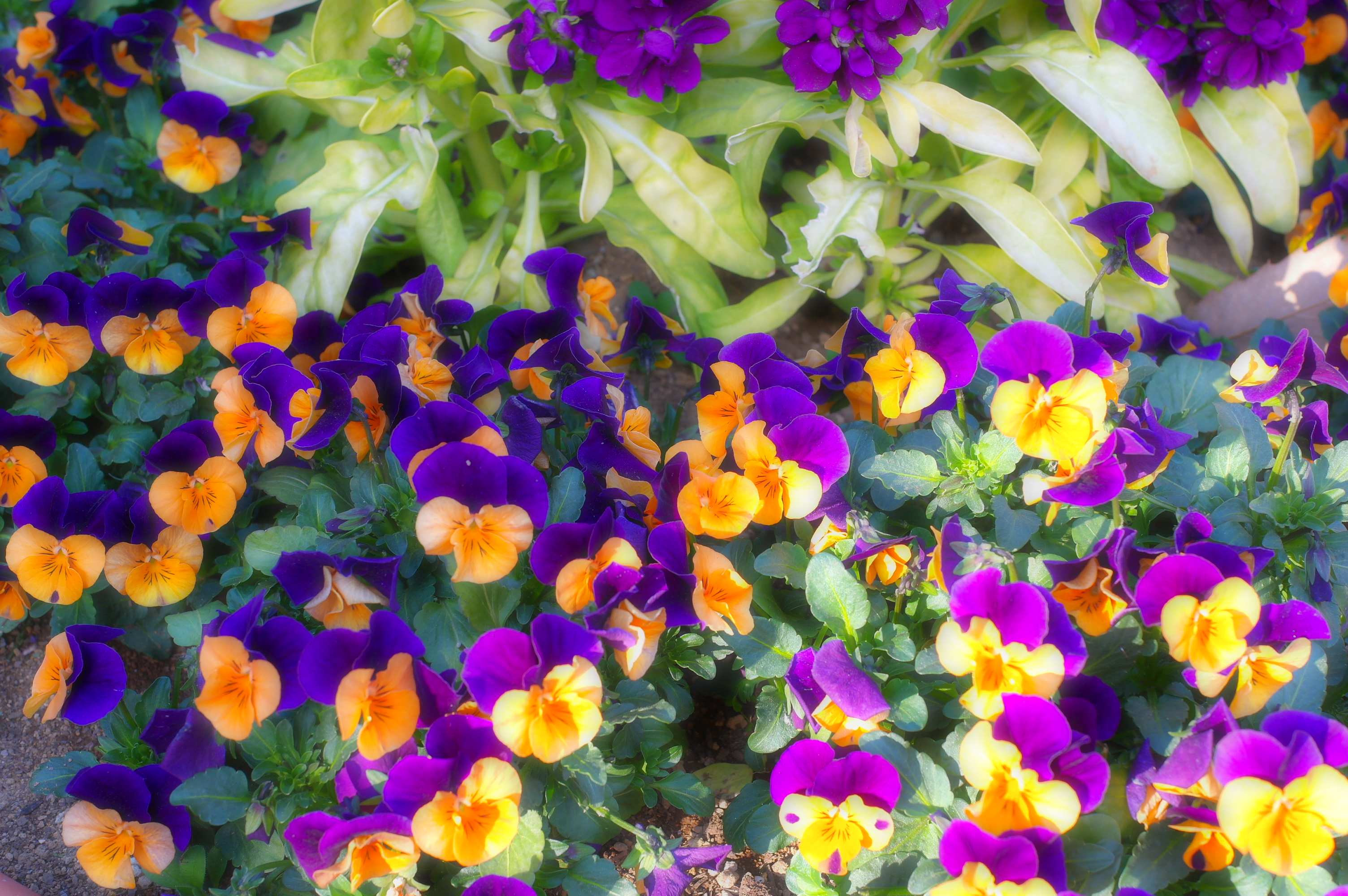 <b>Smart Filter:Soft Focus / NX100 / SAMSUNG LENS 30mm F2 / 約2.7MB / 3,008×2,000 / 1/60秒 / F5.6 / +0.3EV / ISO200 / WB:オート</b>