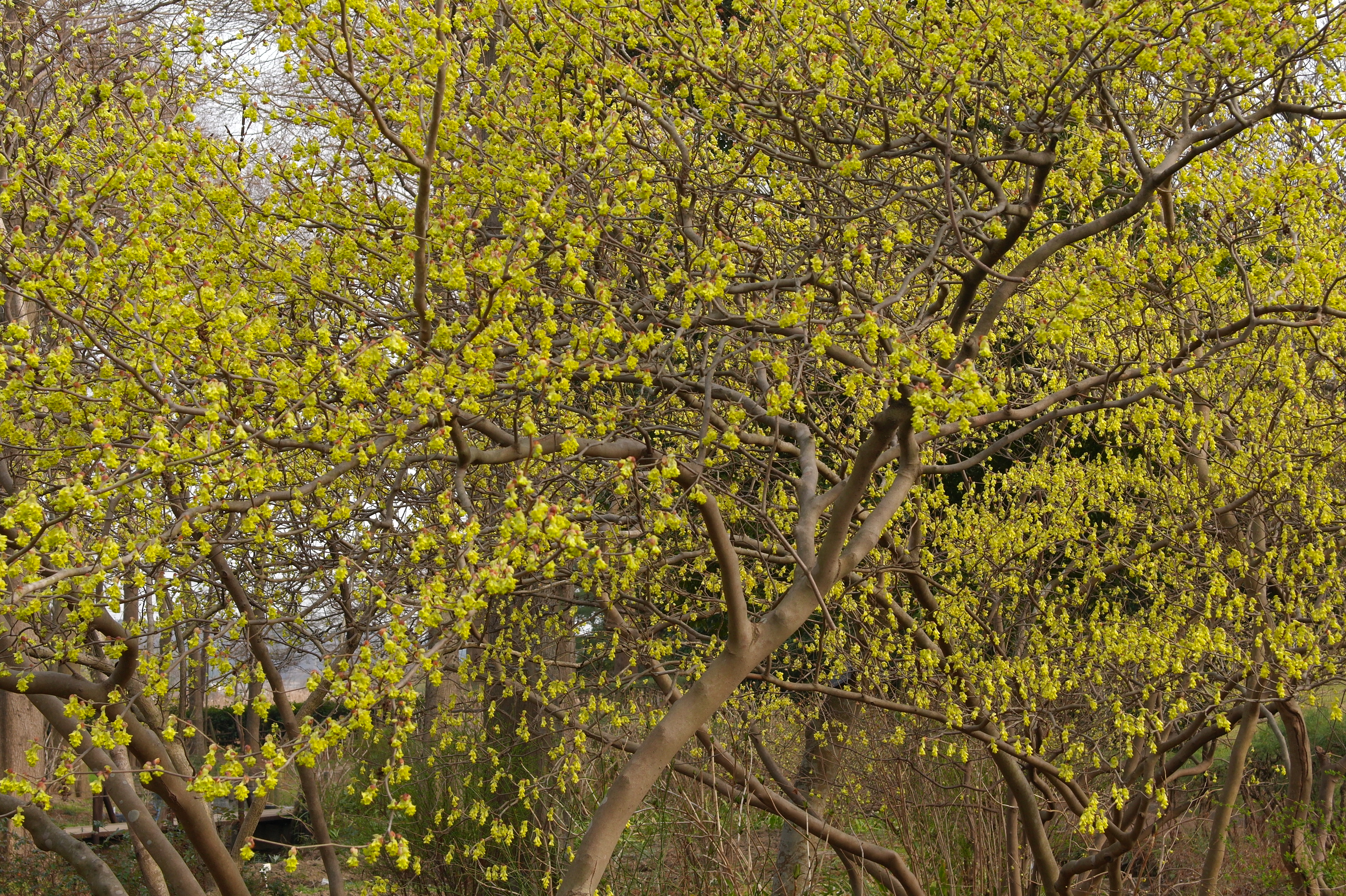 <b>NX100 / SAMSUNG LENS 20-50mm F3.5-5.6 ED / 約6.0MB / 4,592×3,056 / 1/80秒 / F9 / 0.0EV / ISO200 / WB:オート / 45mm / Picture Wizard:Vivid</b>