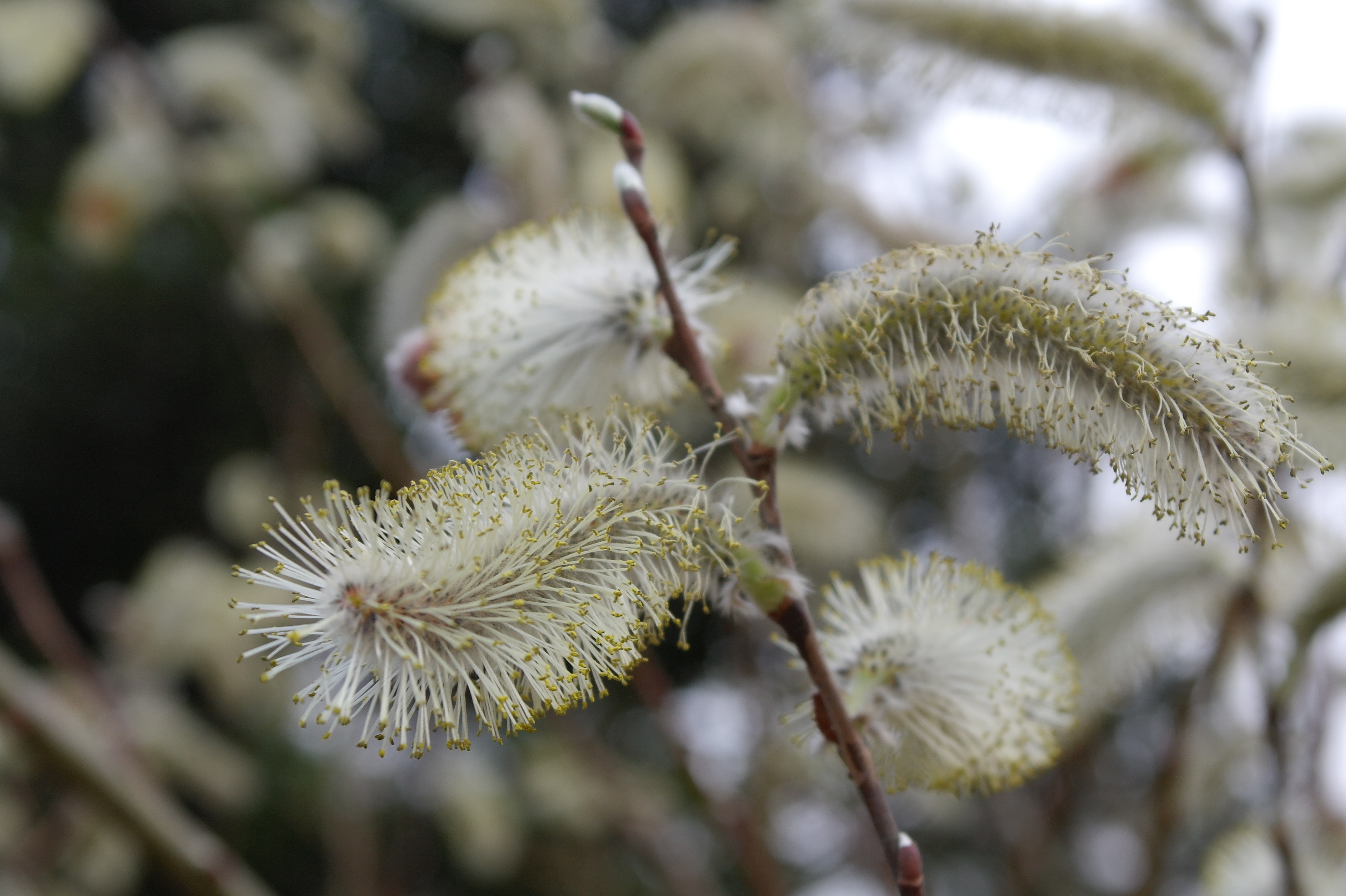 <b>NX100 / SAMSUNG LENS 20-50mm F3.5-5.6 ED / 約4.6MB / 4,592×3,056 / 1/125秒 / F8 / 0.0EV / ISO200 / WB:オート / 50mm / Picture Wizard:Standard</b>