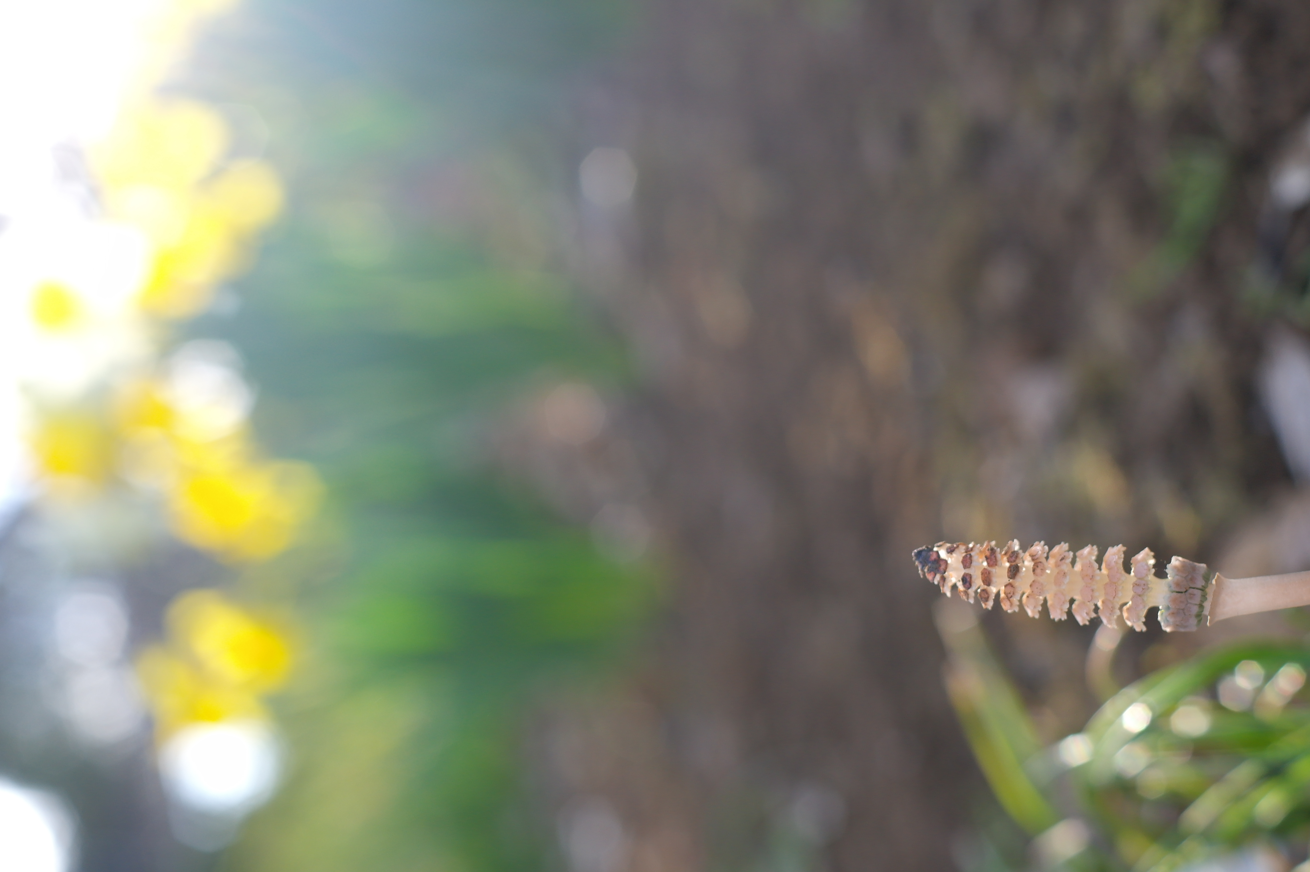 <b>NX100 / SAMSUNG LENS 30mm F2 / 約3.1MB / 3,056×4,592 / 1/250秒 / F4 / -0.3EV / ISO200 / WB:オート / Picture Wizard:Standard</b>