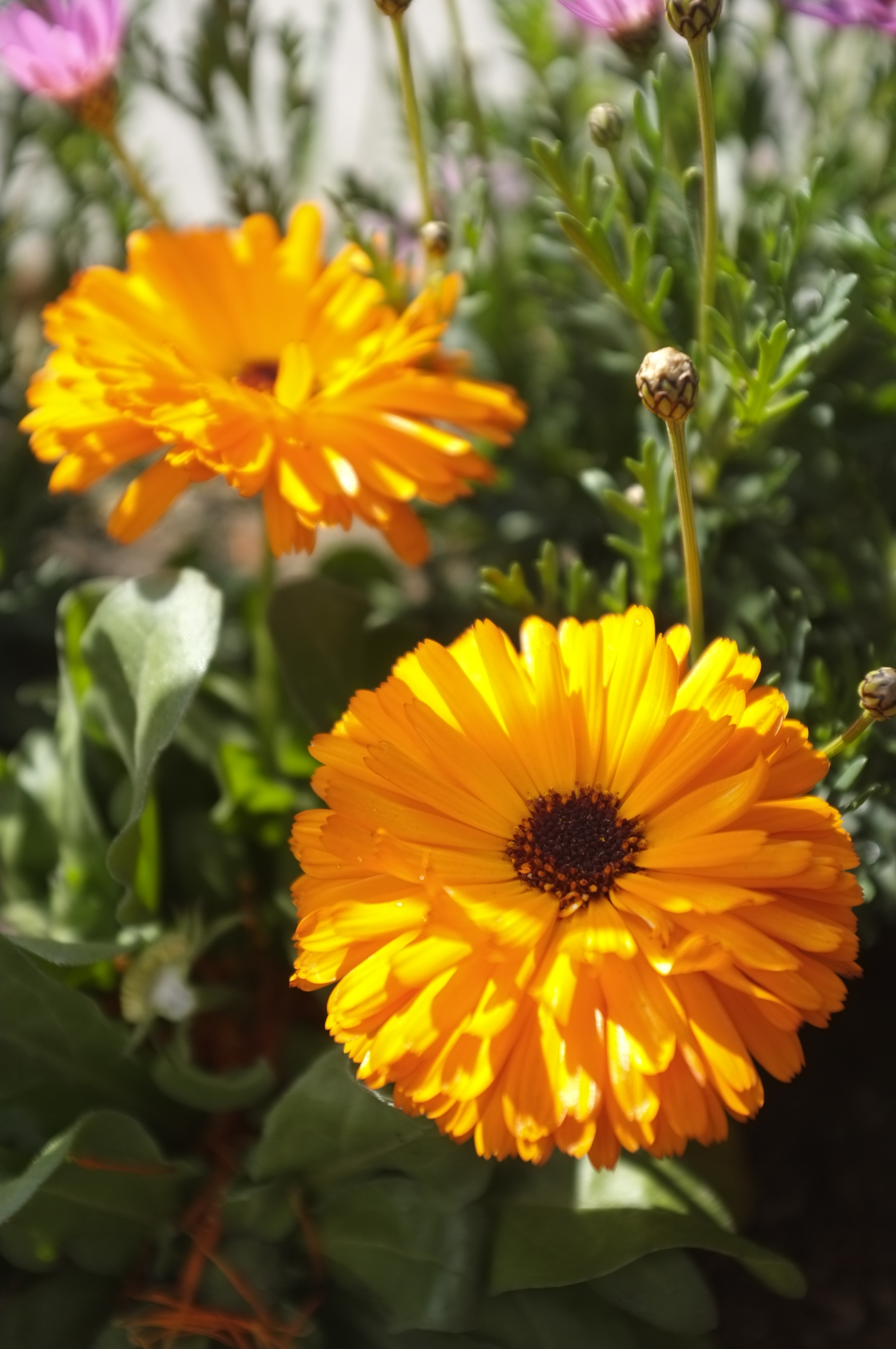 <b>FinePix X100 / 4,288×2,848 / 1/160秒 / F2.8 / 0EV / ISO200 / WB:オート / 23mm</b>