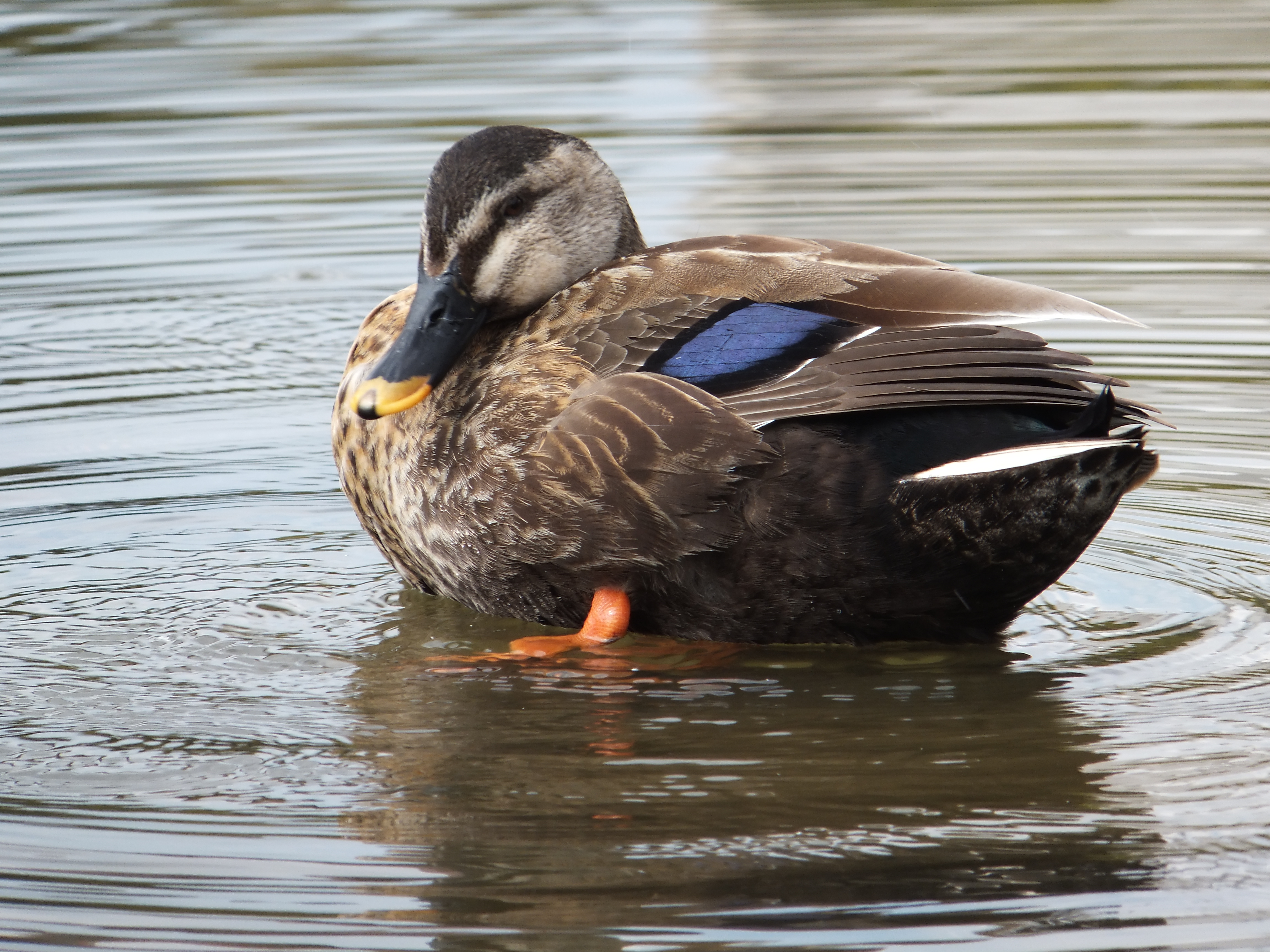 <b>望遠端 / FinePix F550EXR / 約5.4MB / 4,608×3,456 / 1/180秒 / F5.3 / -0.3EV / ISO100 / WB:オート / 66mm</b>