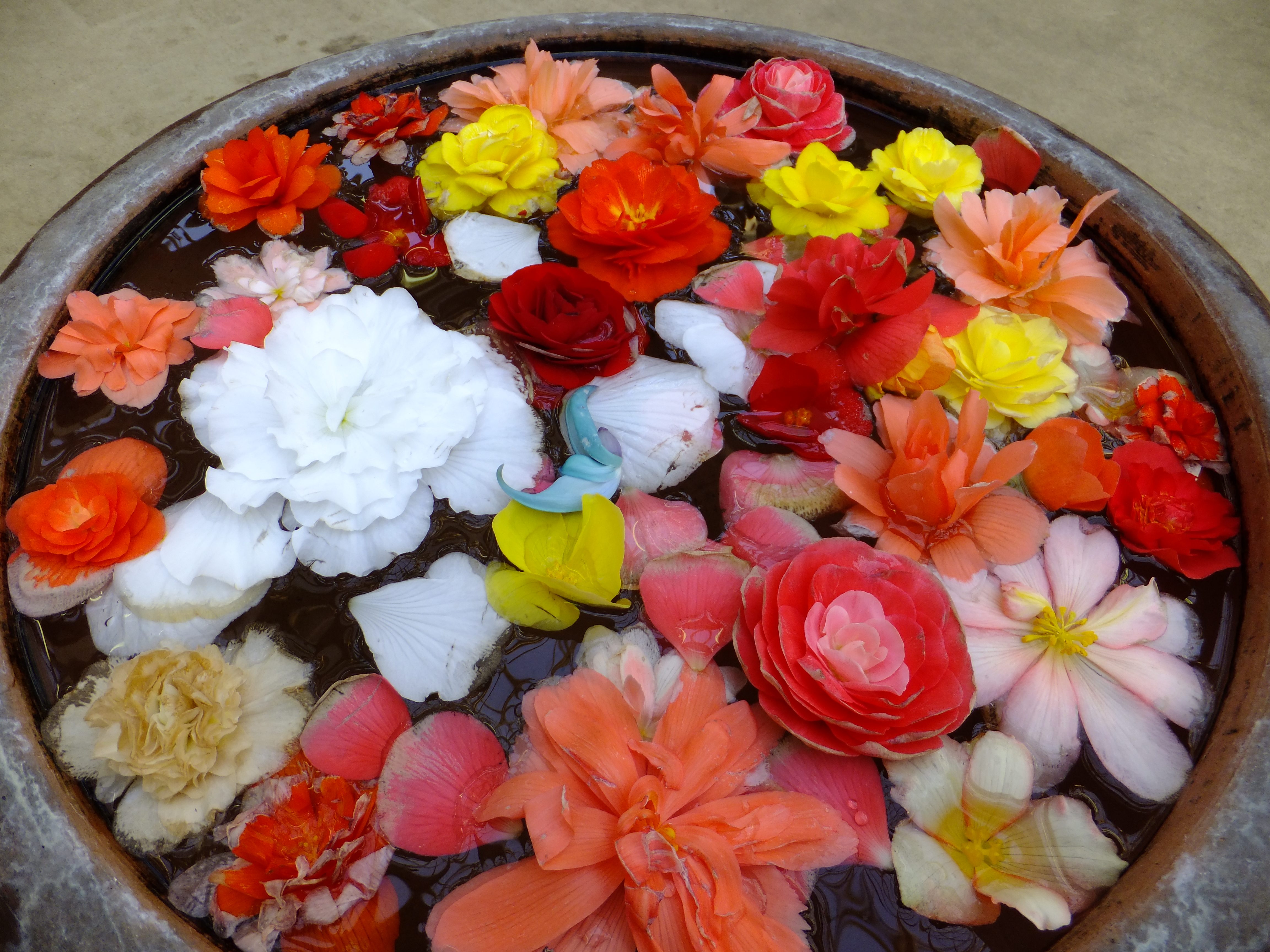 <b>フィルムシミュレーション:Velvia（ビビッド） / FinePix F550EXR / 約5.5MB / 4,608×3,456 / 1/52秒 / F3.5 / 0.0EV / ISO100 / WB:オート / 4.4mm</b>