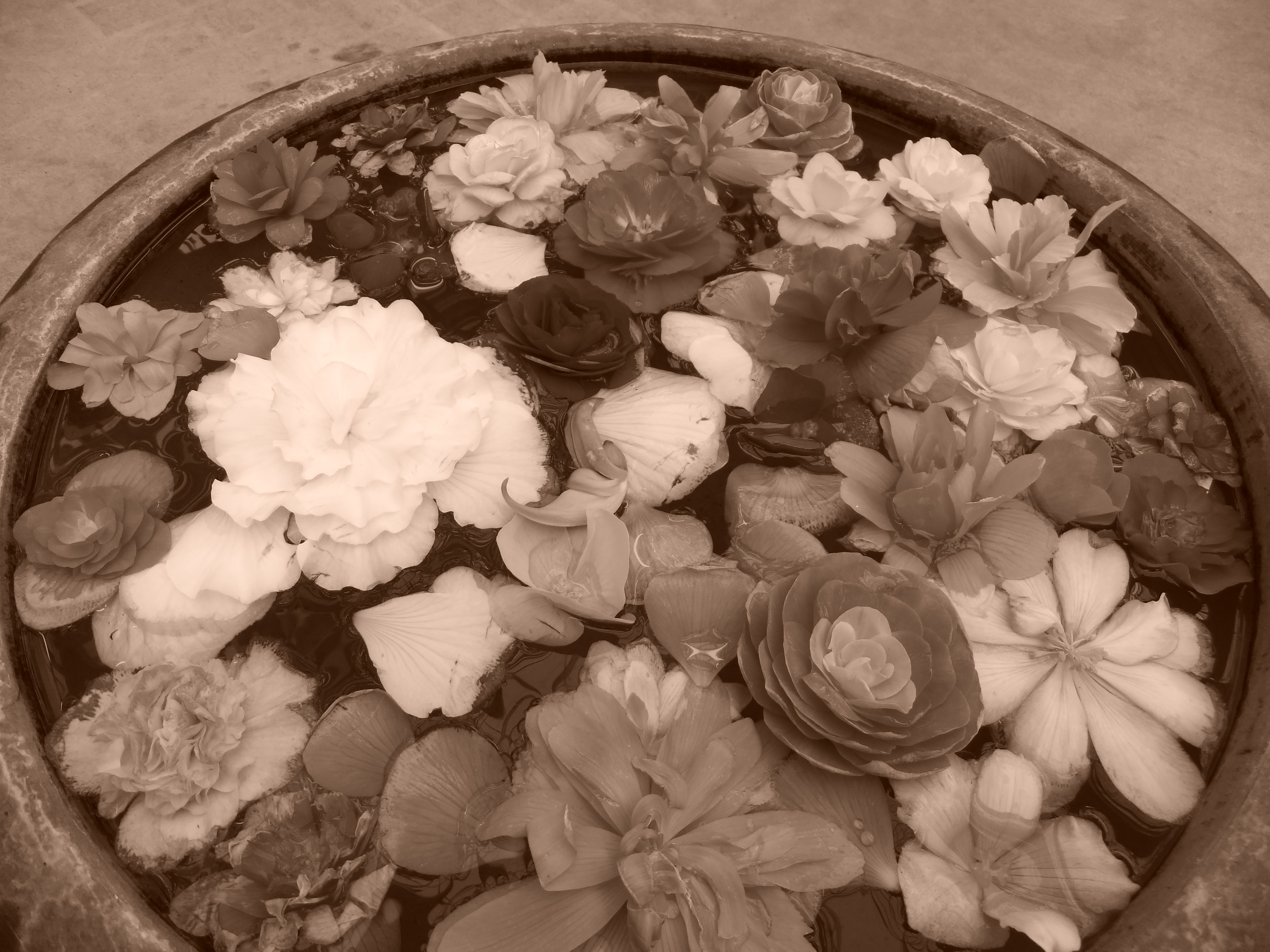 <b>フィルムシミュレーション:セピア / FinePix F550EXR / 約6.2MB / 4,608×3,456 / 1/52秒 / F3.5 / 0.0EV / ISO100 / WB:オート / 4.4mm</b>