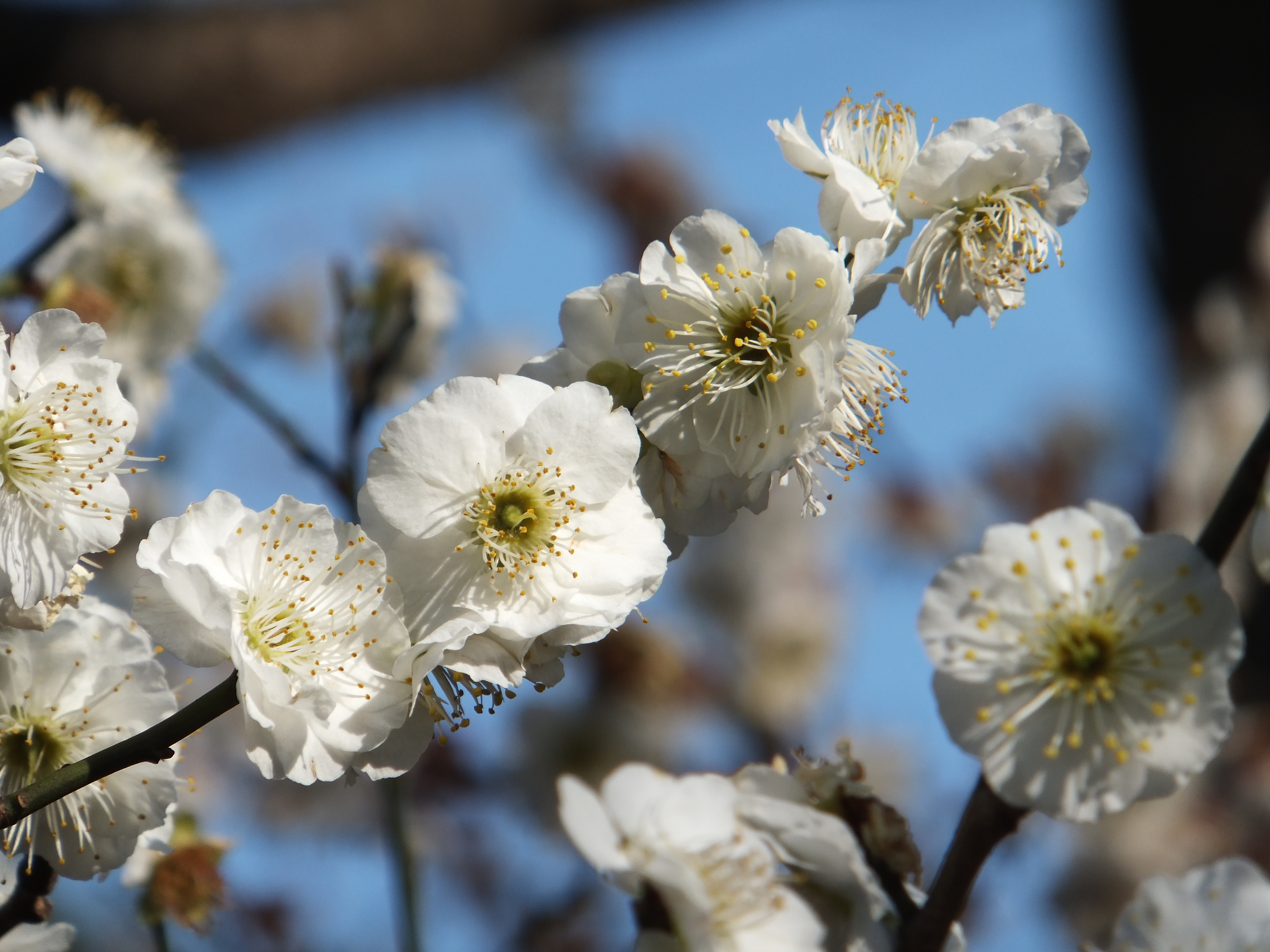 <b>FinePix F550EXR / 約5.1MB / 4,608×3,456 / 1/550秒 / F5.3 / 0.0EV / ISO100 / WB:オート / 66mm</b>