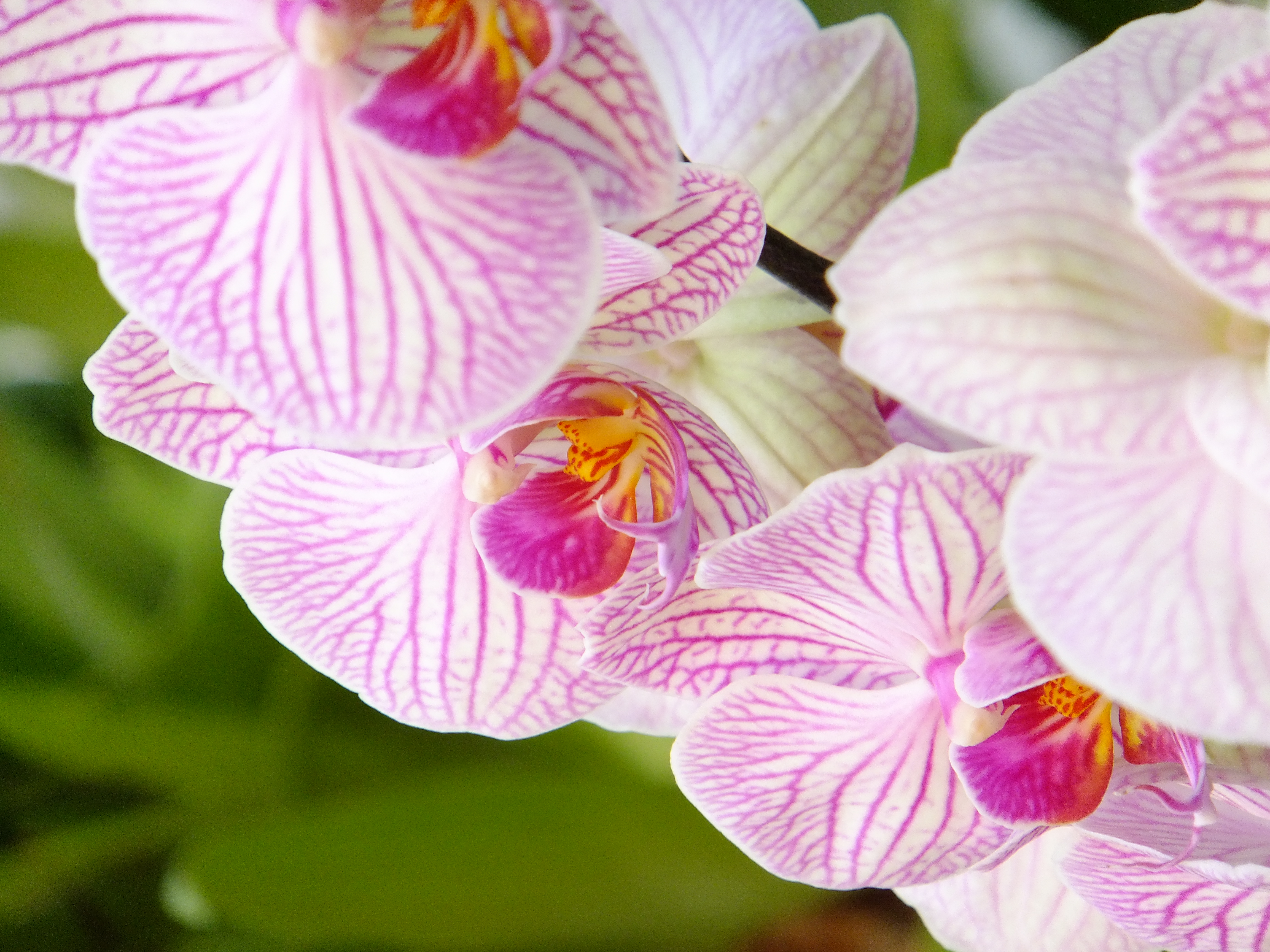 <b>FinePix F550EXR / 約5.6MB / 3,456×4,608 / 1/60秒 / F5.3 / 0.0EV / ISO400 / WB:オート / 66mm / フィルムシミュレーション:Velvia（ビビッド）</b>