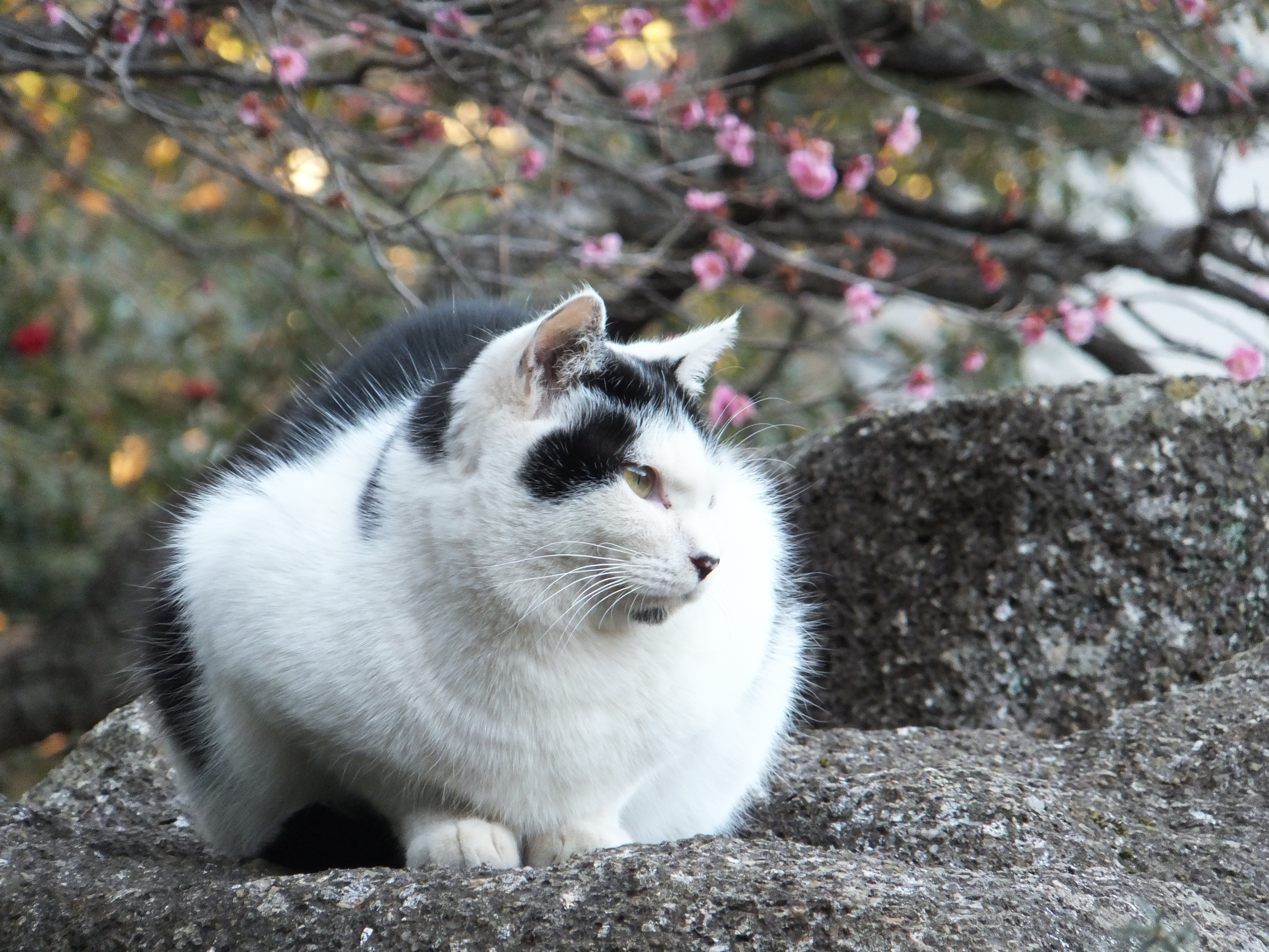 <b>FinePix F550EXR / 約6.1MB / 4,608×3,456 / 1/60秒 / F5.3 / 0.0EV / ISO640 / WB:オート / 66mm / フィルムシミュレーション:Velvia（ビビッド）</b>