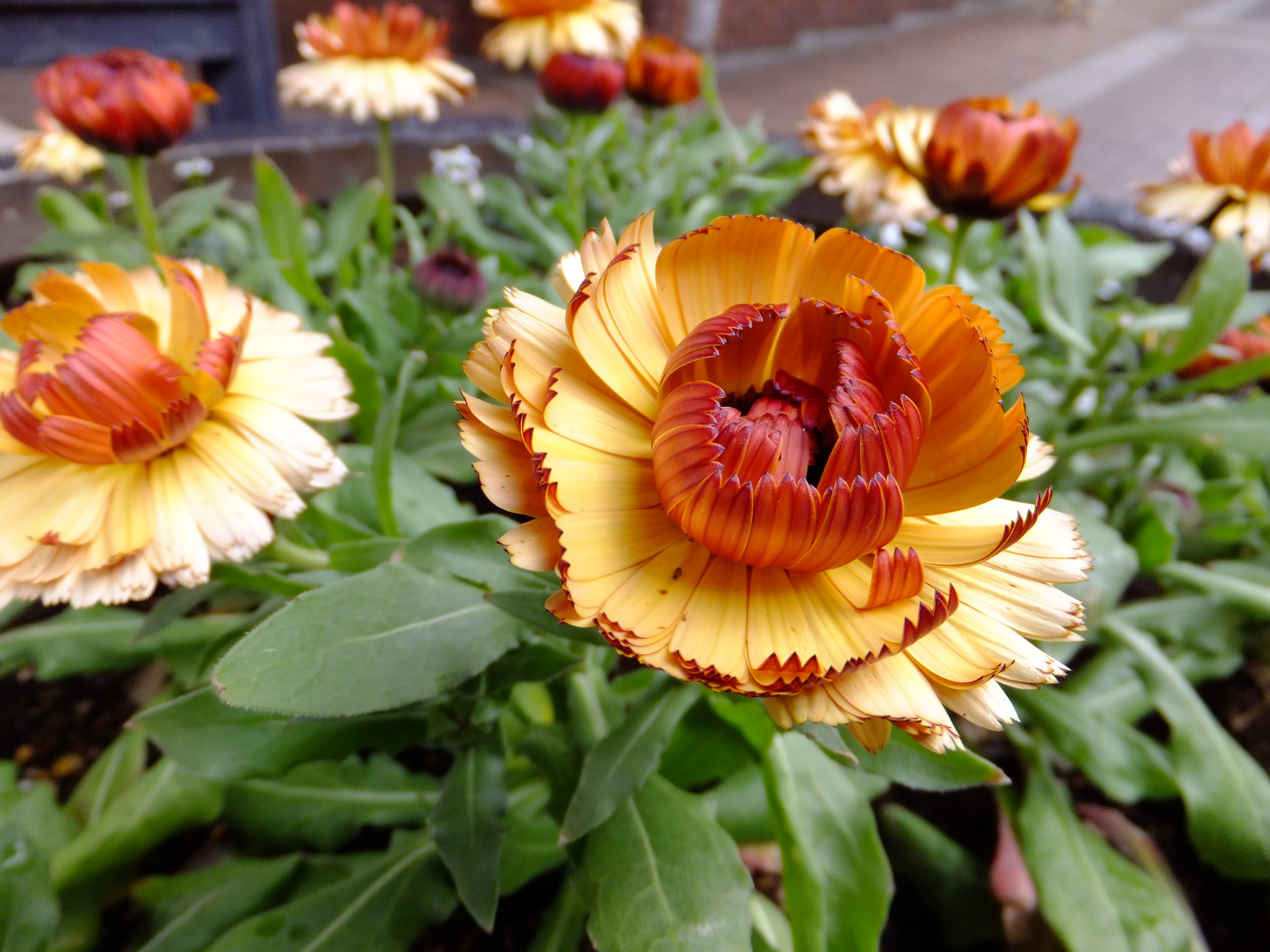 <b>FinePix F550EXR / 約5.4MB / 4,608×3,456 / 1/250秒 / F3.5 / 0.0EV / ISO200 / WB:オート / 4.4mm</b>