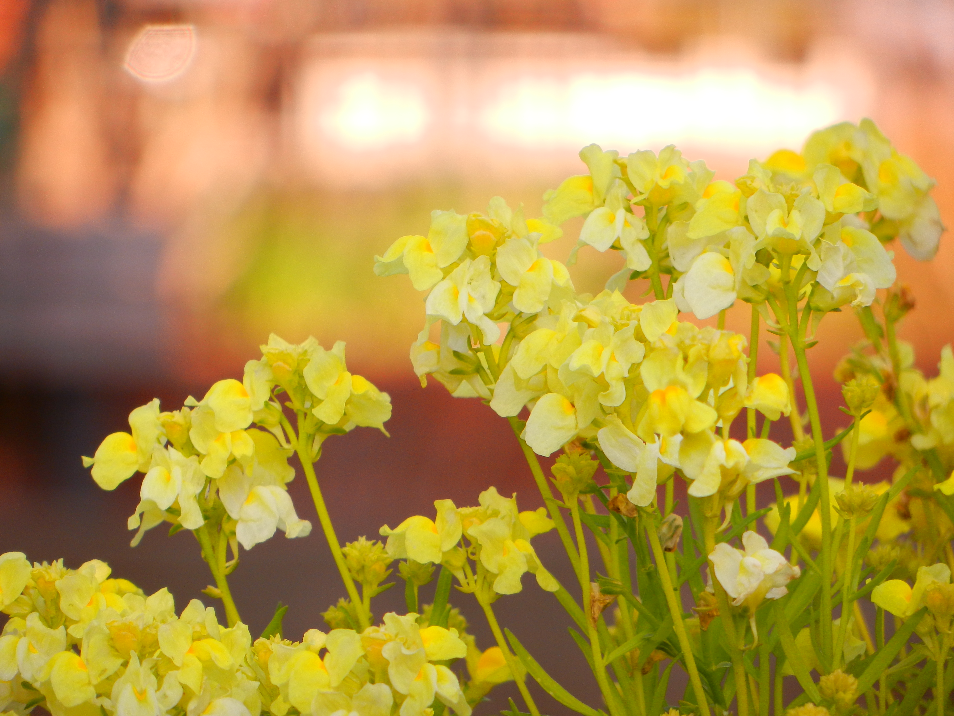 <b>望遠端 / COOLPIX S9100 / 4.9MB / 4,000×3,000 / 1/200秒 / F5.9 / +0.7EV / ISO160 / WB:オート / 81mm</b>