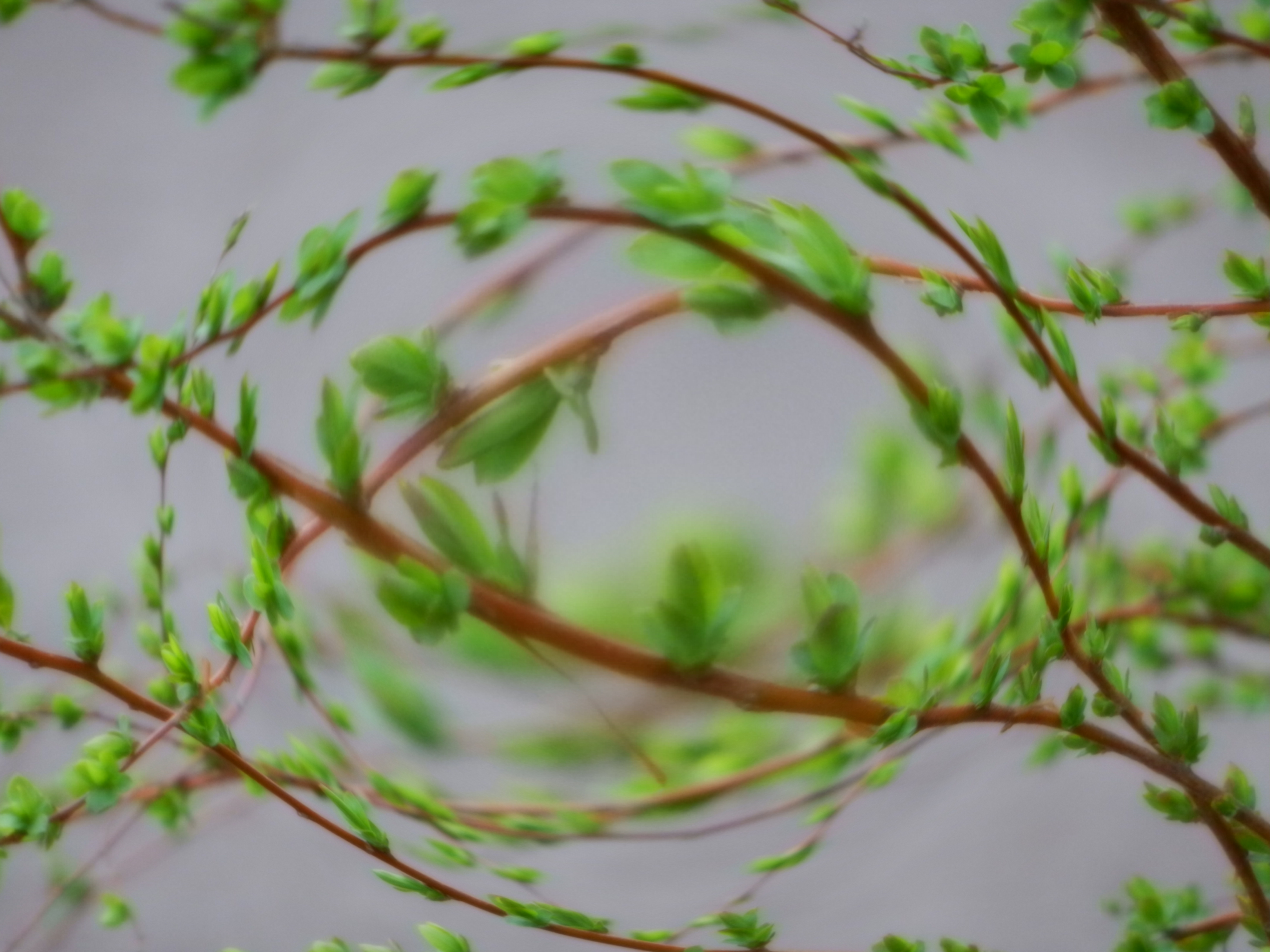 <b>魚眼効果 / COOLPIX S9100 / 3.3MB / 4,000×3,000 / 1/50秒 / F5.5 / 0.0EV / ISO640 / WB:オート / 69.8mm</b>